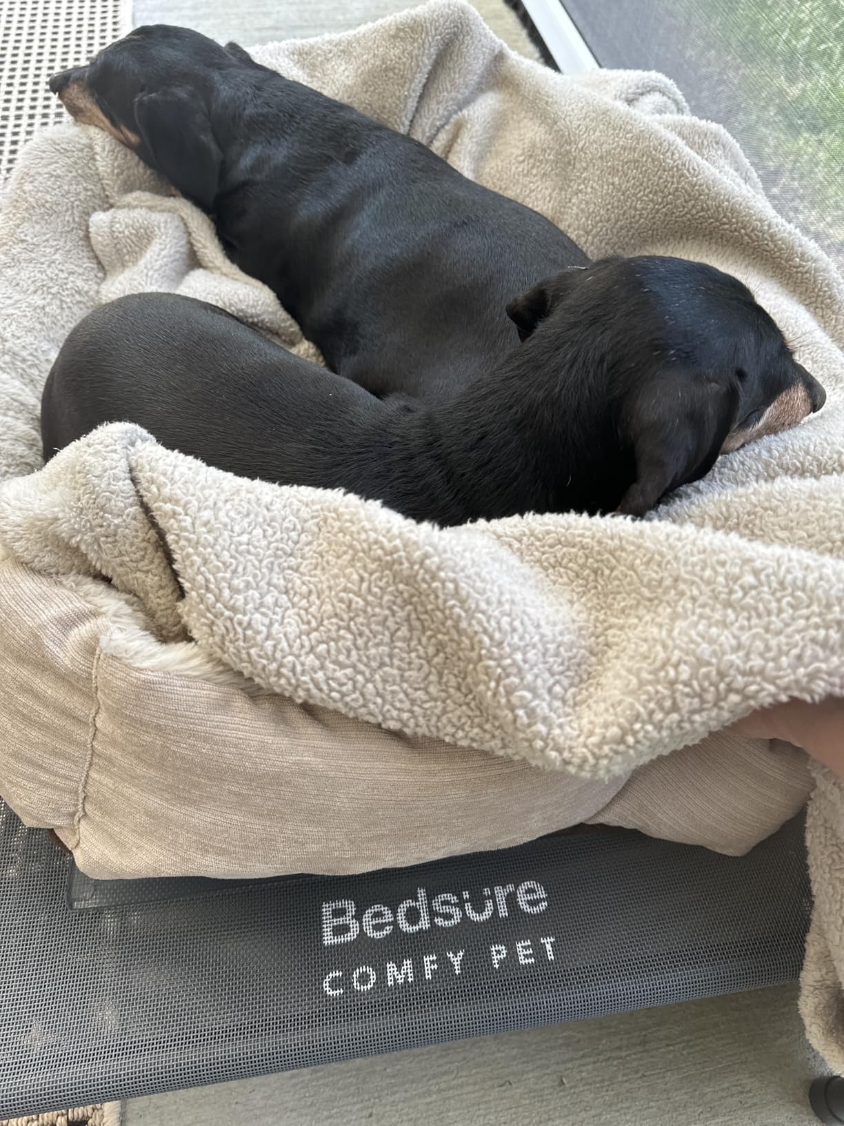 Bedsure Outdoor Elevated Cooling Dog Bed Large Sized Dog, 49in Grey customer photo 2