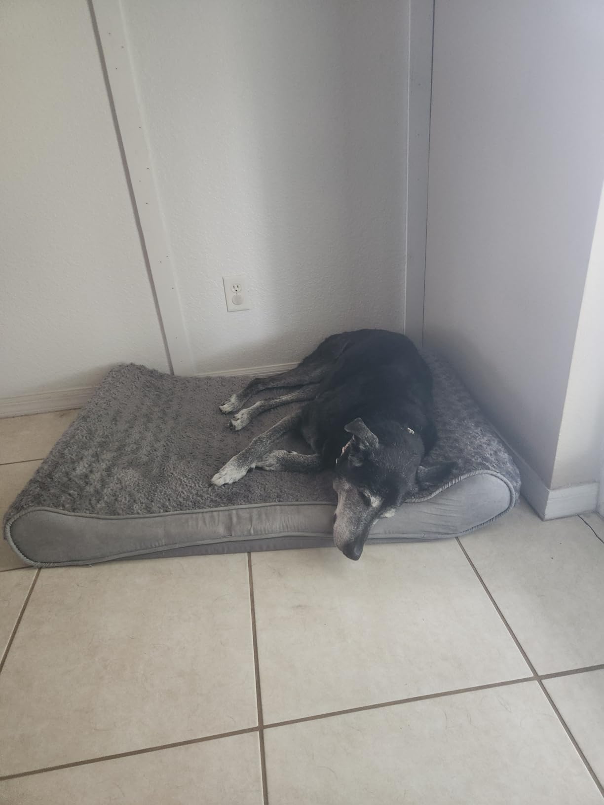 FurHaven Orthopedic Dog Bed for Large Dogs, Luxe Lounger Contour Mattress with Solid Orthopedic Foam Slab for Joint Support, Removable Washable Cover, Giant XXXL, Plush Suede, Gray customer photo 2