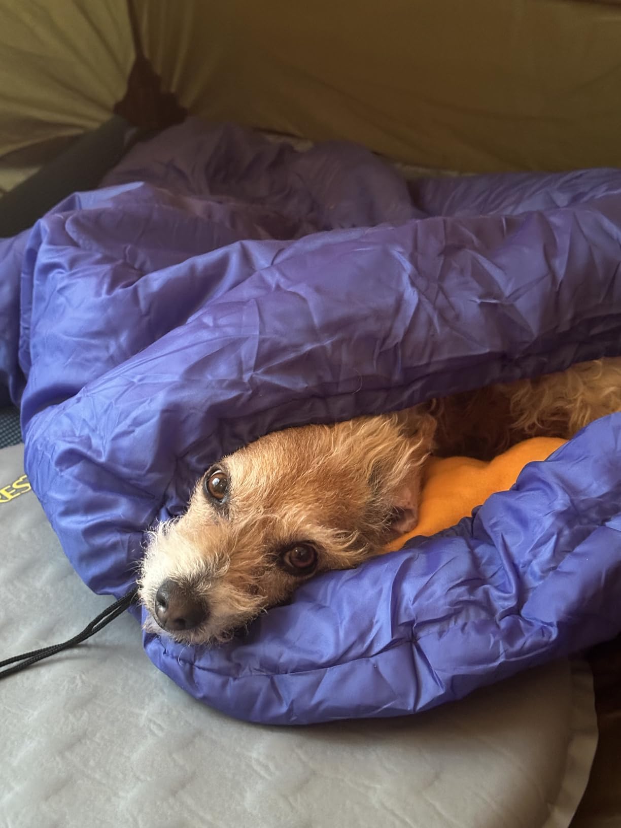 Lifeunion Dog Sleeping Bag with Storage Bag customer photo 1