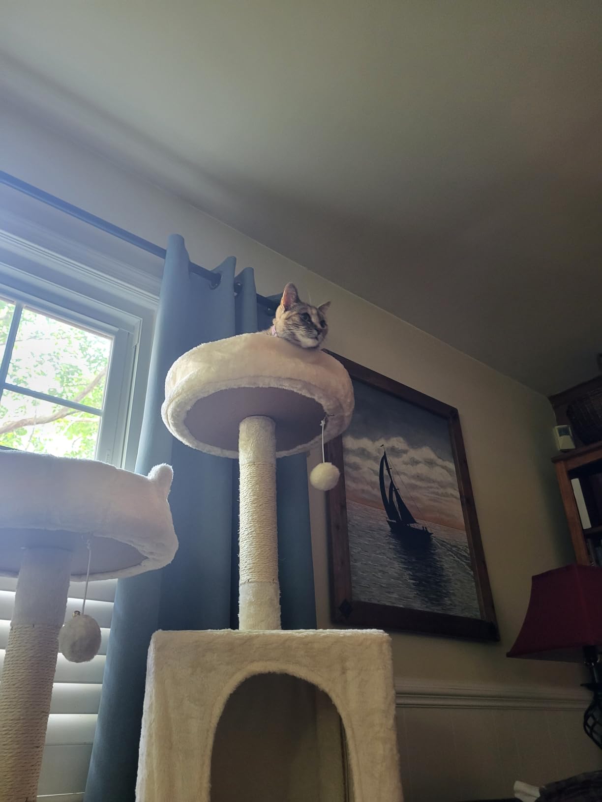 Yaheetech 62.5in Tall Cat Tree w/2 Cat-Ear Perches & 2 Condos, Dark Gray customer photo 2