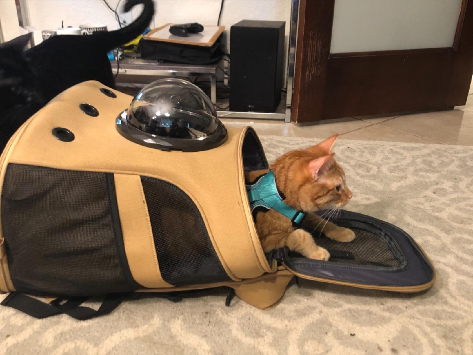 LOLLIMEOW Large Pet Carrier Backpack, Bubble Backpack Carrier for Fat Cats and Puppies,Airline-Approved(Grey) customer photo 1