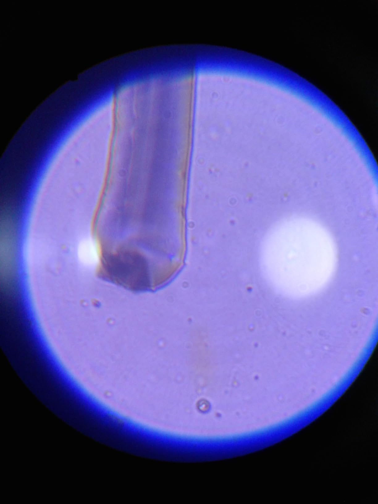 2000X Compound Microscope for Kids Adults: Microscope for Biology Education customer photo 1