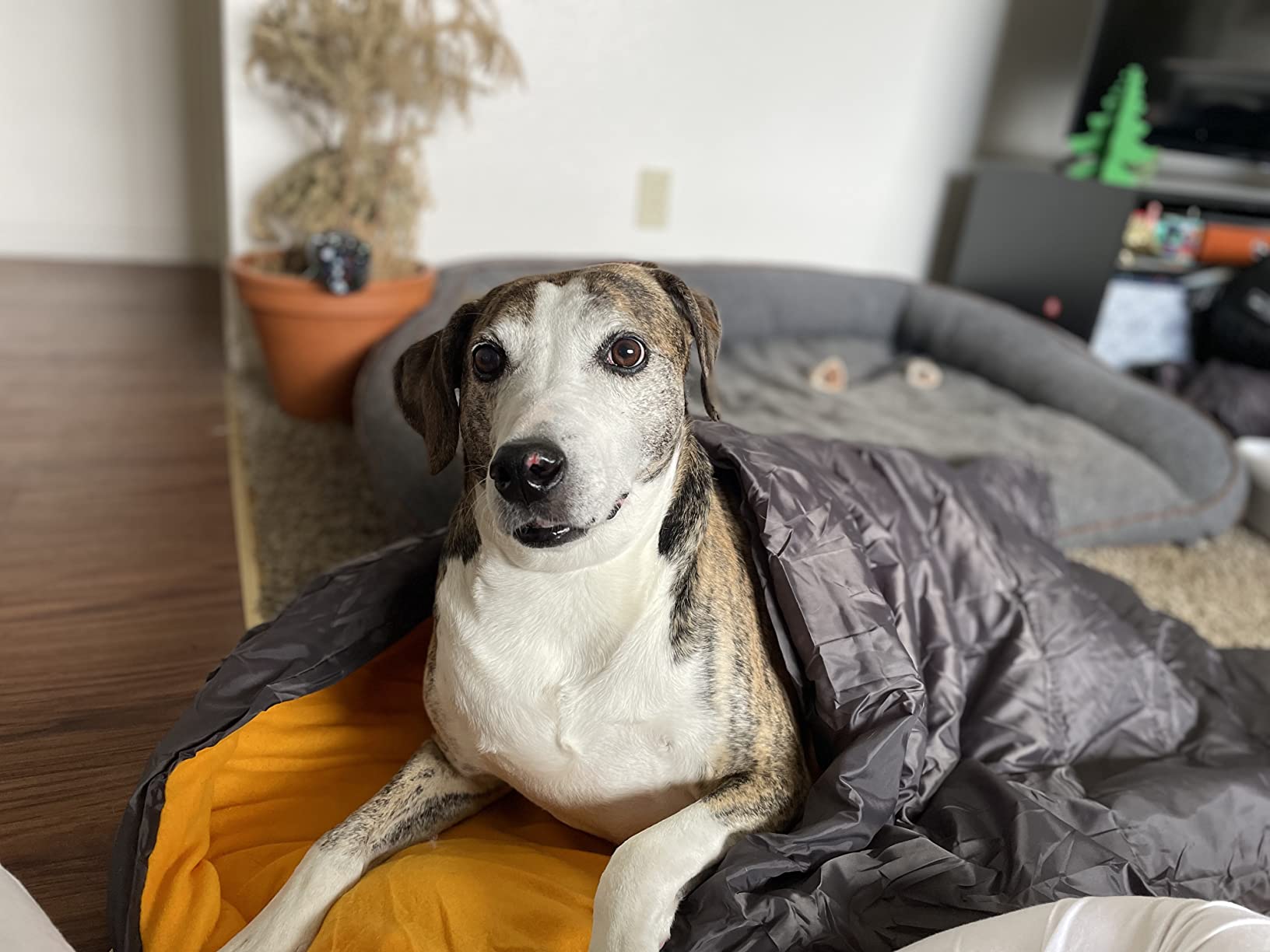 Dog Sleeping Bag Waterproof Warm Packable Dog Bed with Storage Bag for Indoor Outdoor Travel Camping Hiking Backpacking (43''Lx27''W) customer photo 2