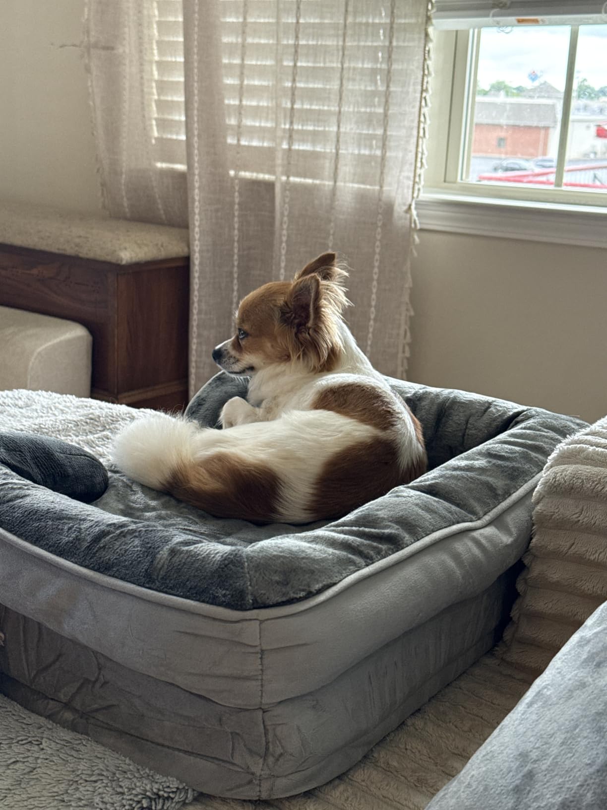 Bedsure Orthopedic Dog Beds Large Sized Dog Washable Original Design customer photo 1