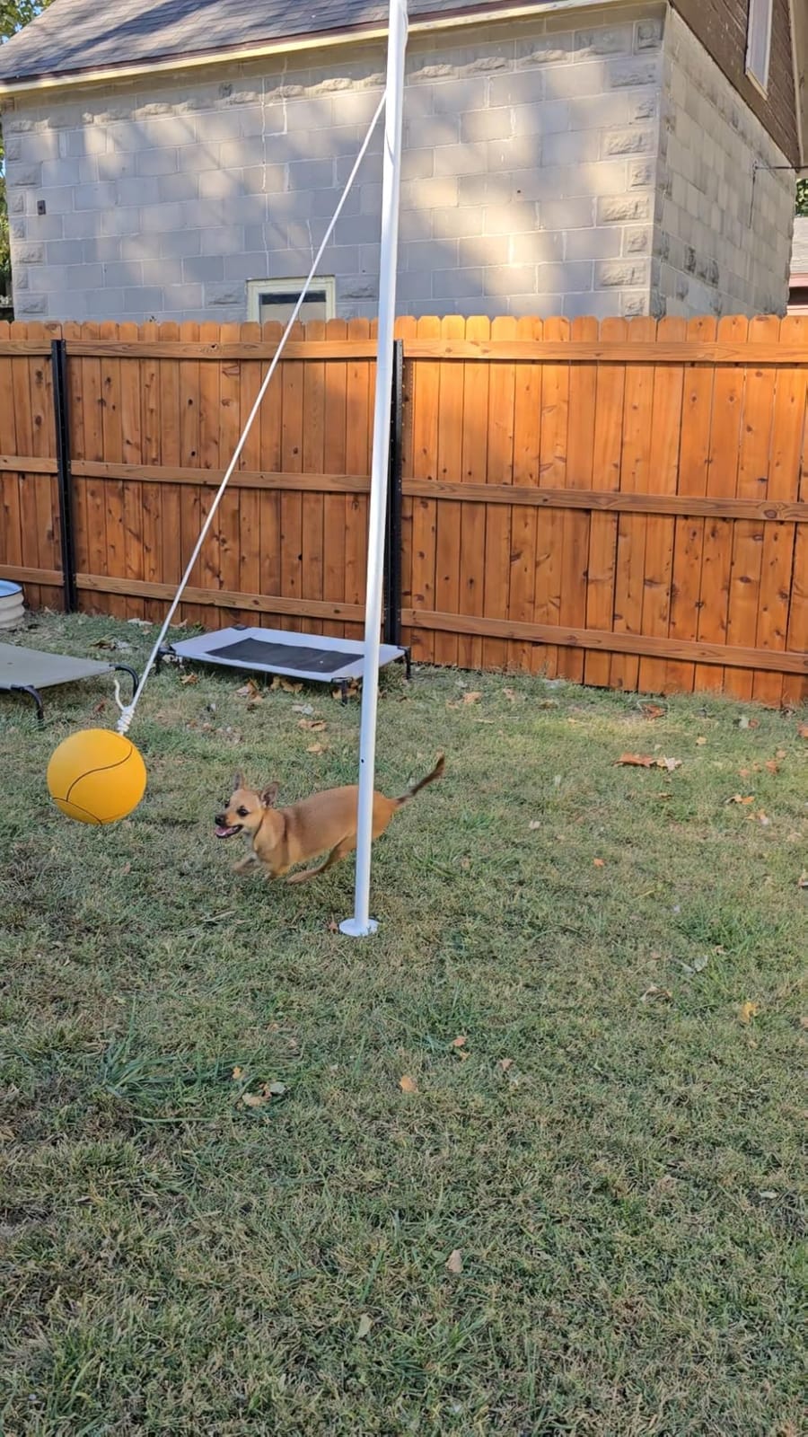 GoSports Backyard Tetherball Game - Full Size Outdoor Tetherball customer photo 1