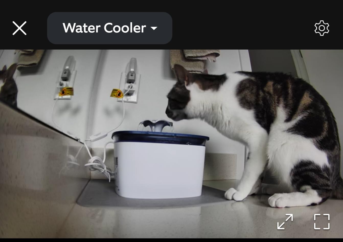 Veken Innovation Award Winner 95oz/2.8L Cat Water Fountain, C1 Classic customer photo 1