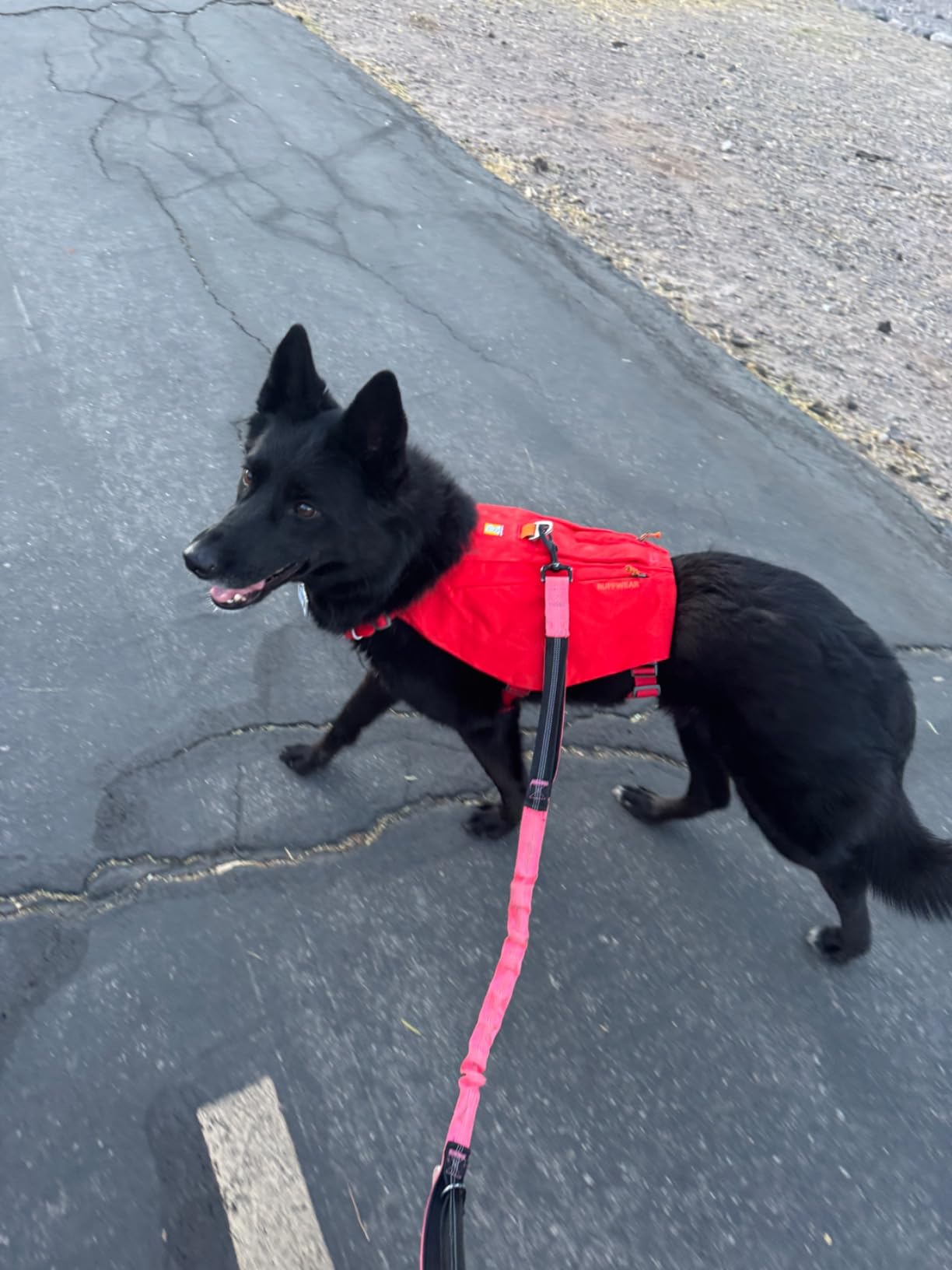 Ruffwear, Switchbak Dog Body Harness, Granite Gray, Small customer photo 1