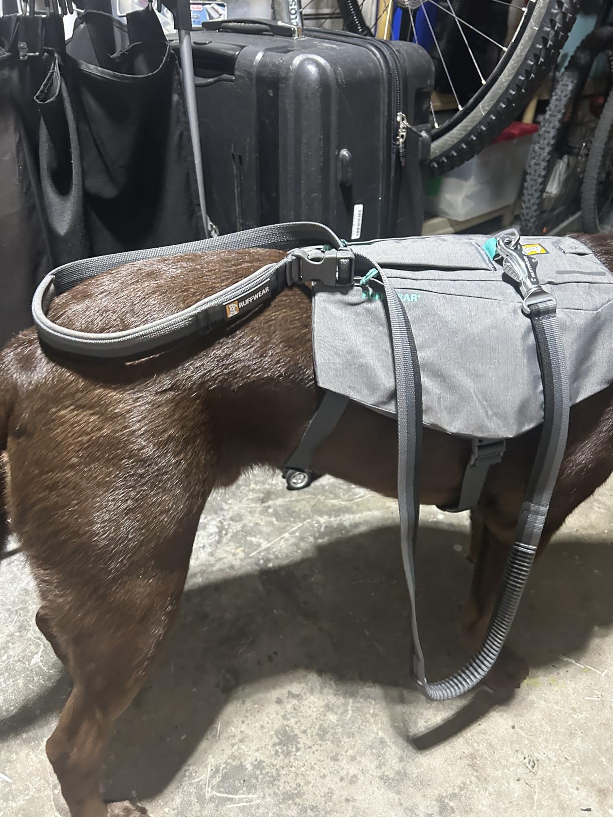 Ruffwear, Switchbak Dog Body Harness, Granite Gray, Small customer photo 2