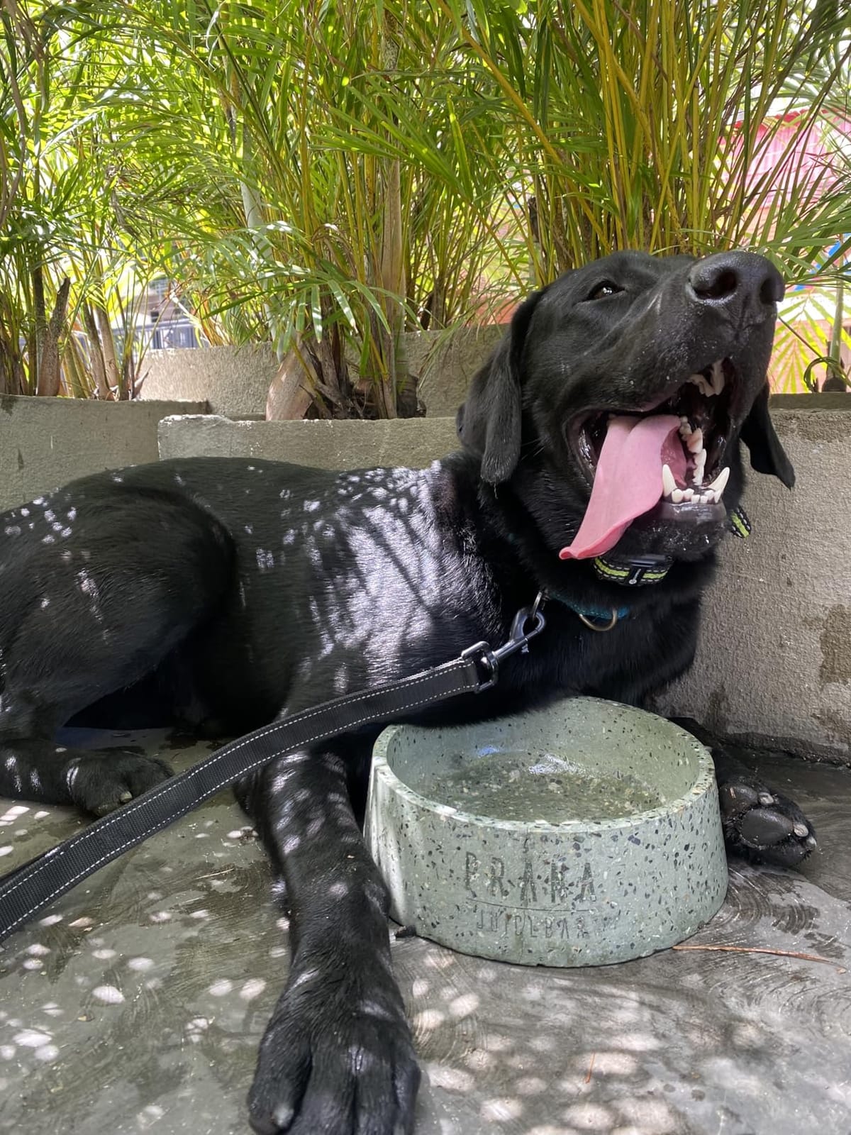SLOPEHILL Dog Training Collar,4200FT Remote Shock Collar for Dogs 8-140lbs customer photo 1