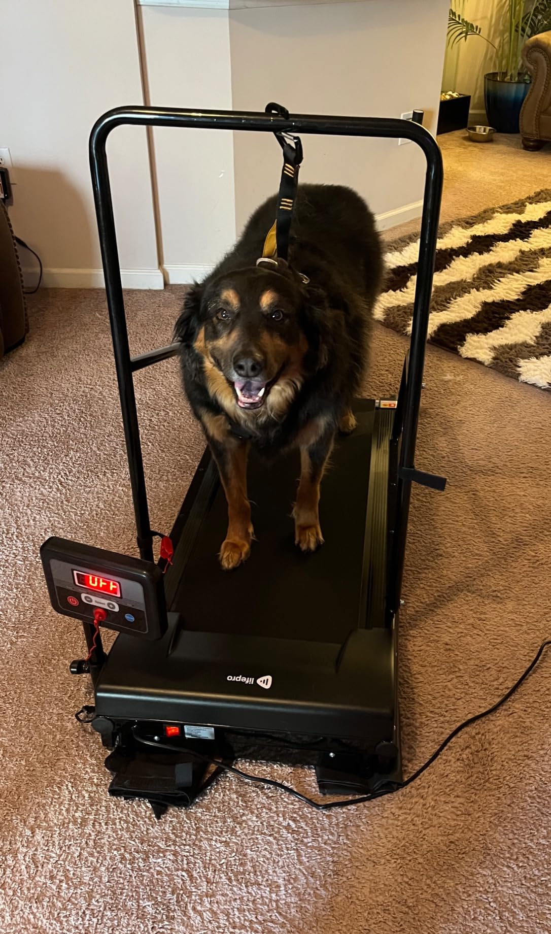 Lifepro PawRunner Dog Treadmill for Small & Medium Dogs, Remote Control customer photo 2