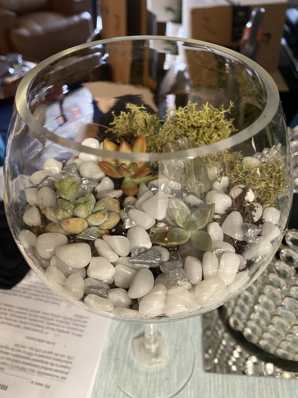 Creations by Nathalie Large Terrarium Starter Kit with Moss Soil and Tools customer photo 1