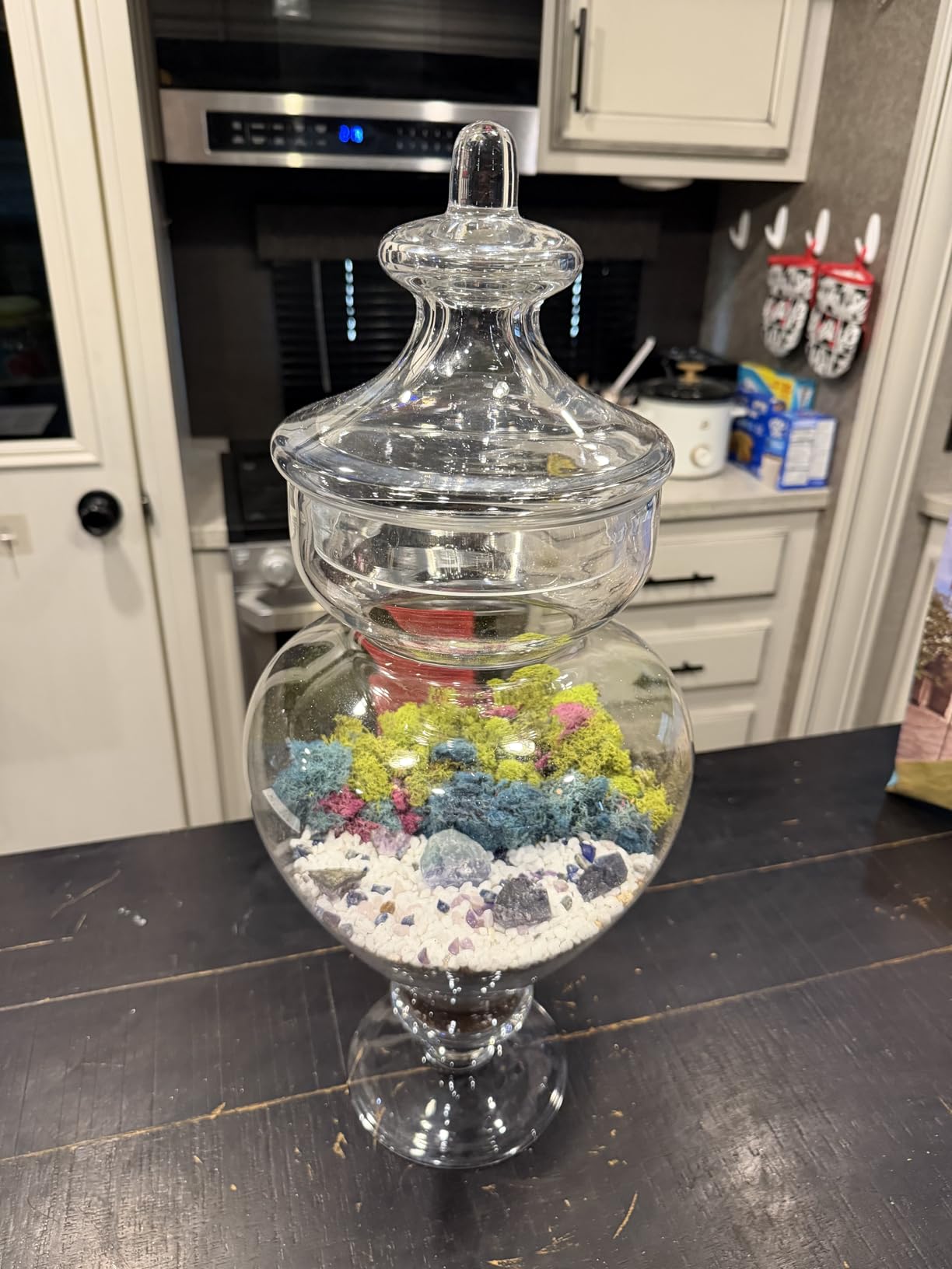 Creations by Nathalie Large Terrarium Starter Kit with Moss Soil and Tools customer photo 2