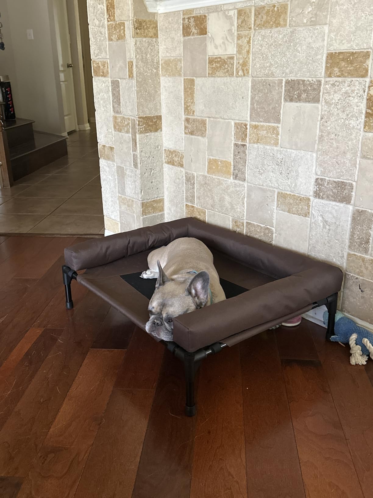 K&H Outdoor Elevated Dog Bed, Bolster Pet Cot, Medium 32x25in, Charcoal | Cool comfort anywhere, dog cot bed with removable bolster, dog bed washable, mesh center, no-tools setup customer photo 2