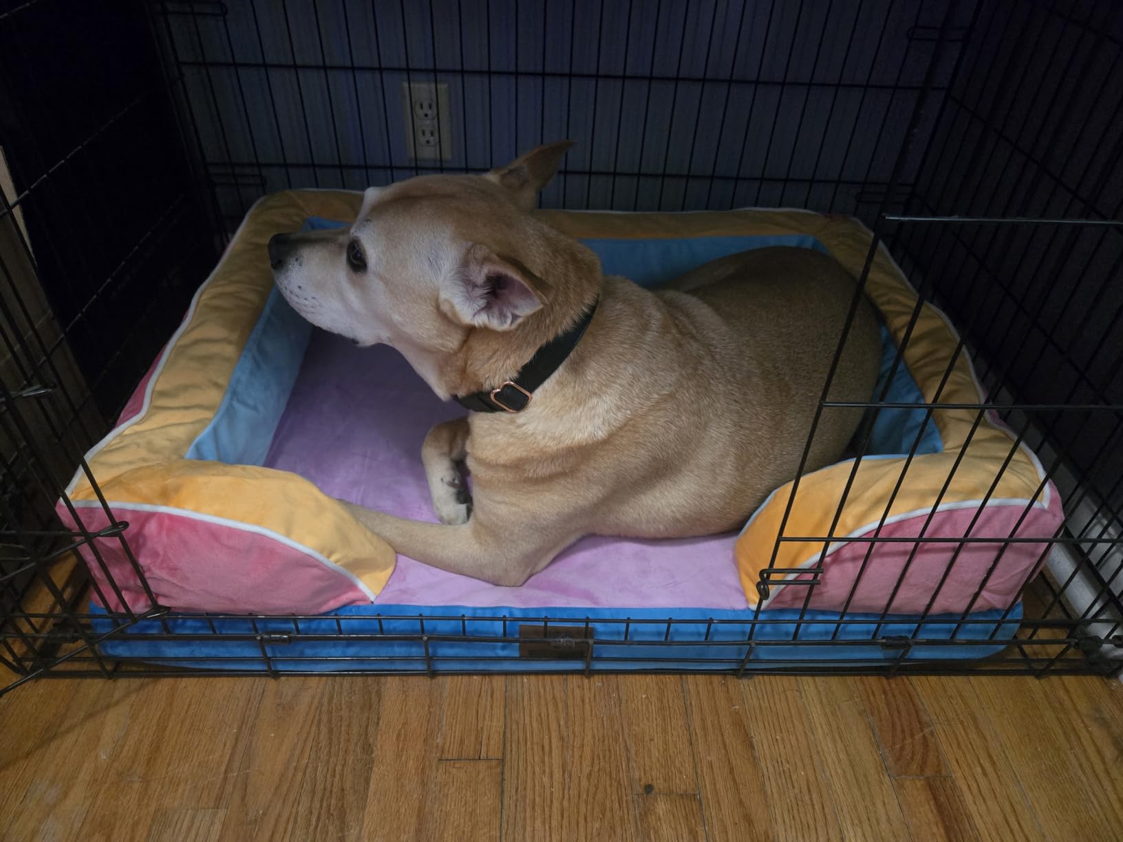 Comfort Expression Waterproof Orthopedic Dog Bed for Extra Large Dogs customer photo 1