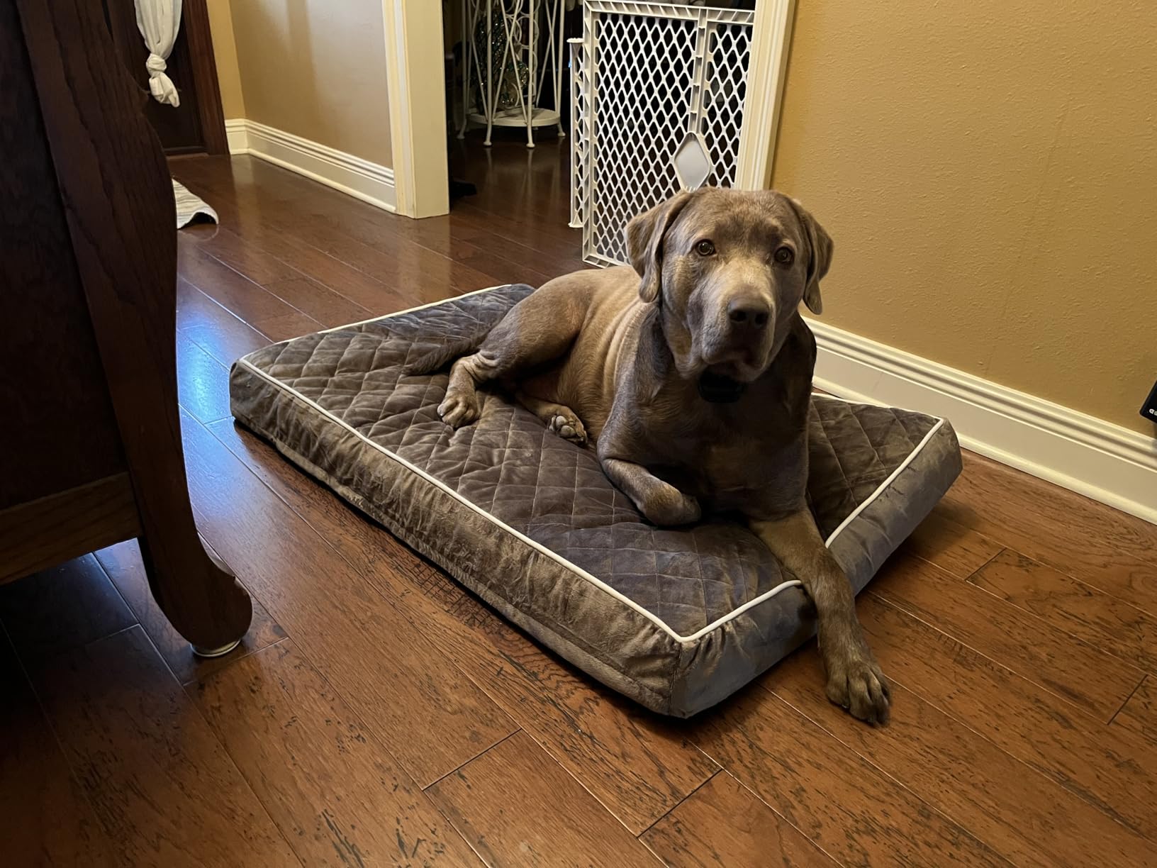 WNPETHOME Orthopedic Waterproof Extra Large Senior Dogs Bed for Comfy Sleep | XL Washable Ped Bed with Removable Cover, Multi-Needle Quilting XL Crate Bed for Large Sized Dog Relax, Light Grey 42x30 Inch customer photo 1