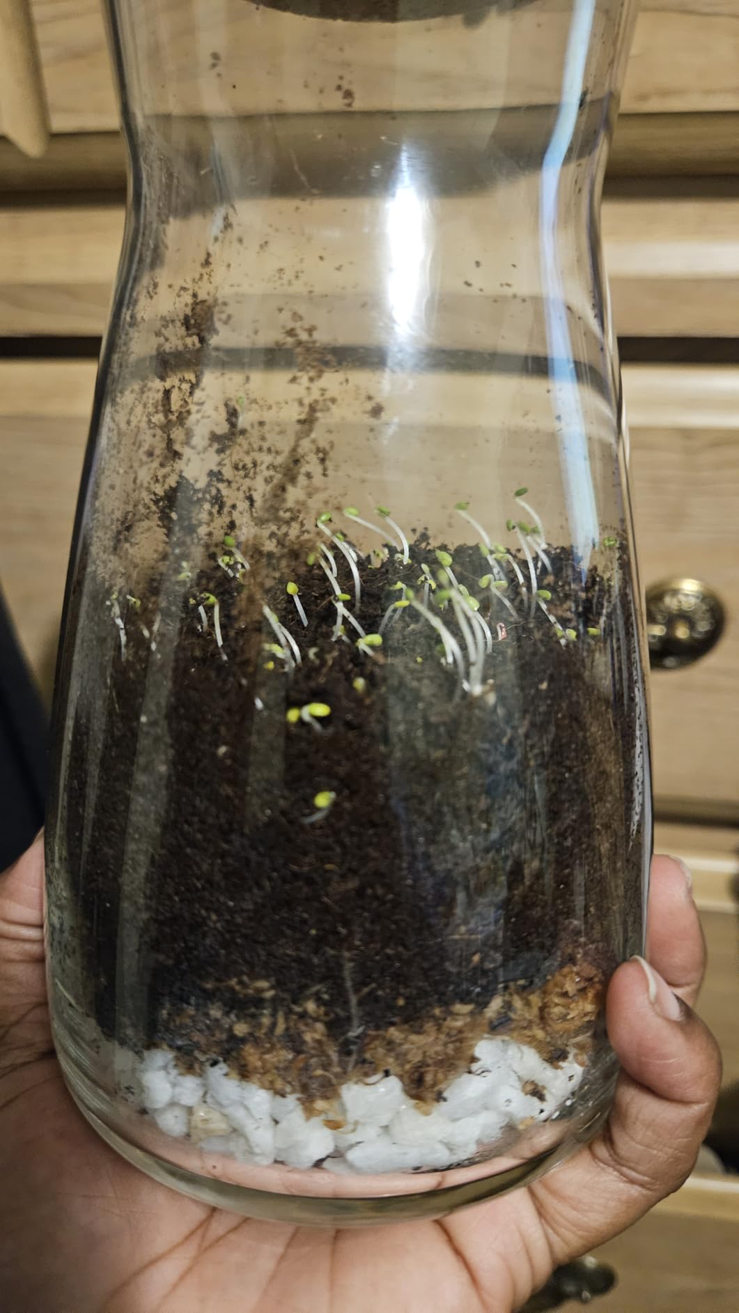 Terrarium Kit for Plants DIY customer photo 1