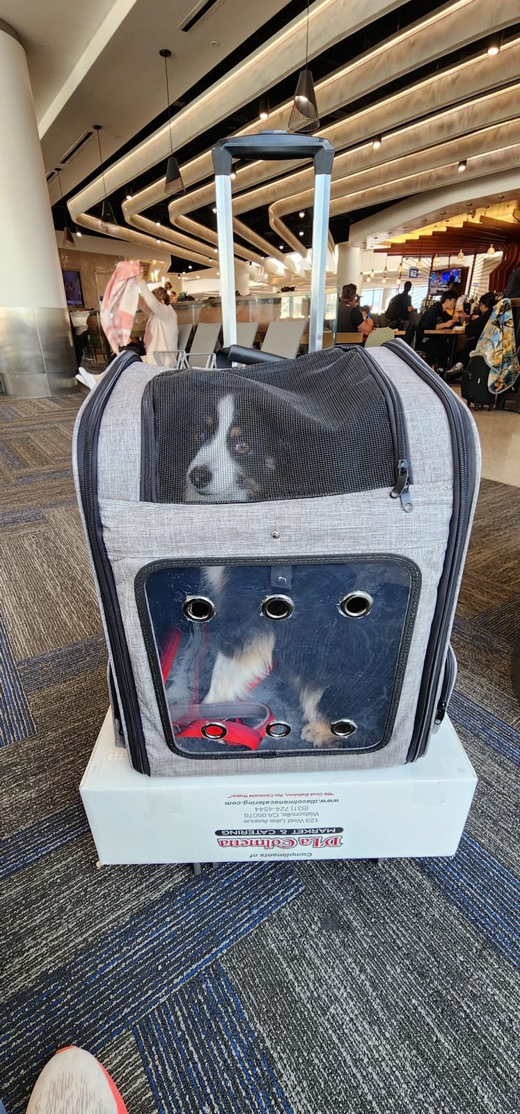 Extra Large Cat Backpack Carrier for Cats Under 30 Lbs customer photo 1