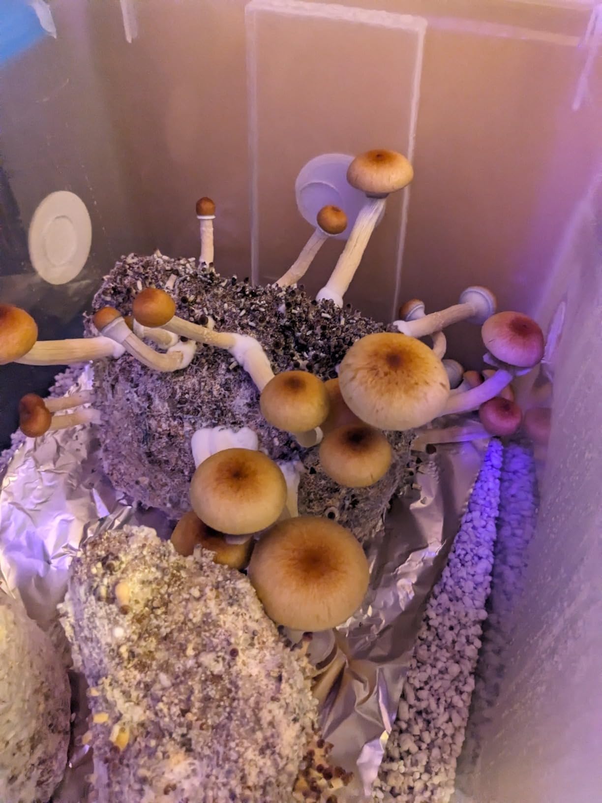 | The Magical 5lb All-in-One Mushroom Grow Bag | Mushroom Grow Kit | Harvest Your own Happiness | Discover the Magic of Growing Mushrooms - 5lb Grow Bag Mushroom Starter Kit customer photo 1