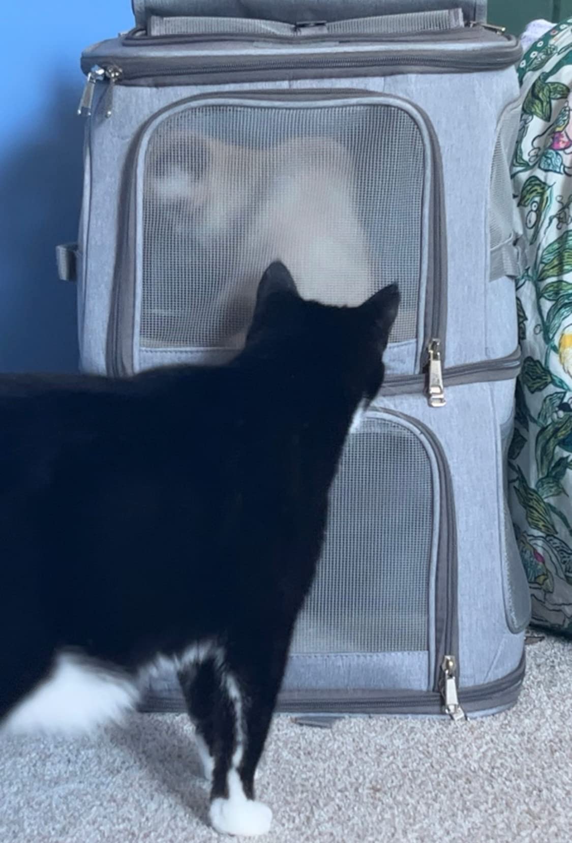 Extra Large Double Pet Carrier Backpack for Cats & Small Dogs customer photo 1