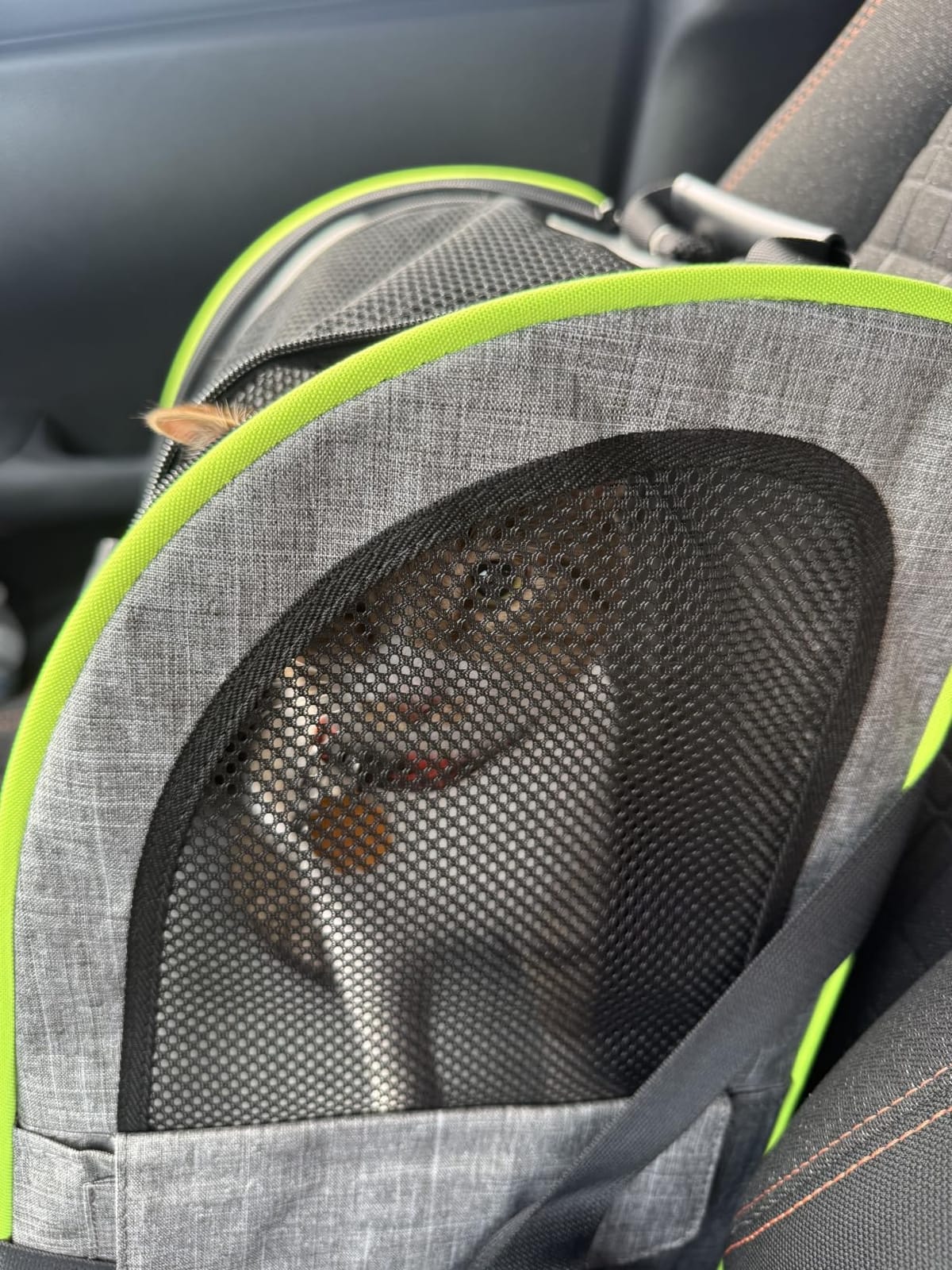 pecute Cat Backpack Expandable, Cat Carrier Backpack Breathable, Large customer photo 2