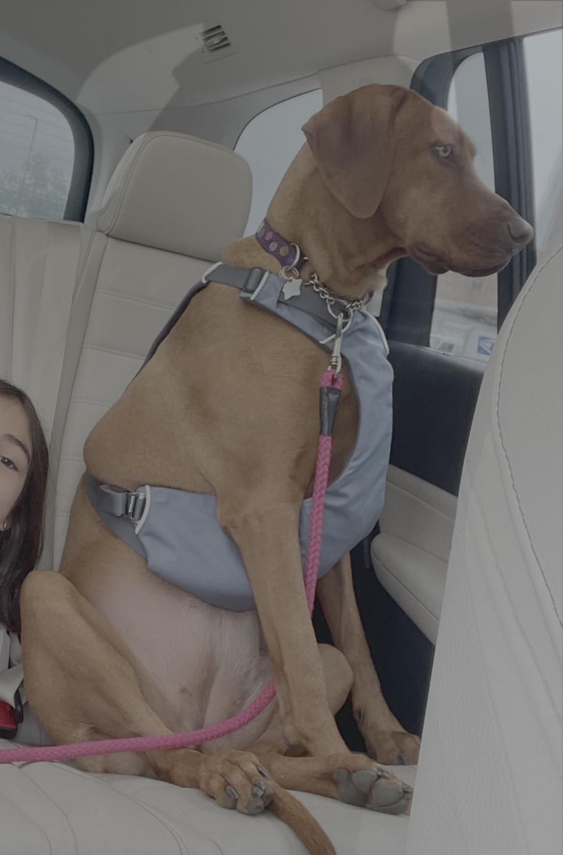 Ruffwear, Load Up Dog Car Harness, Slate Blue, Medium customer photo 2