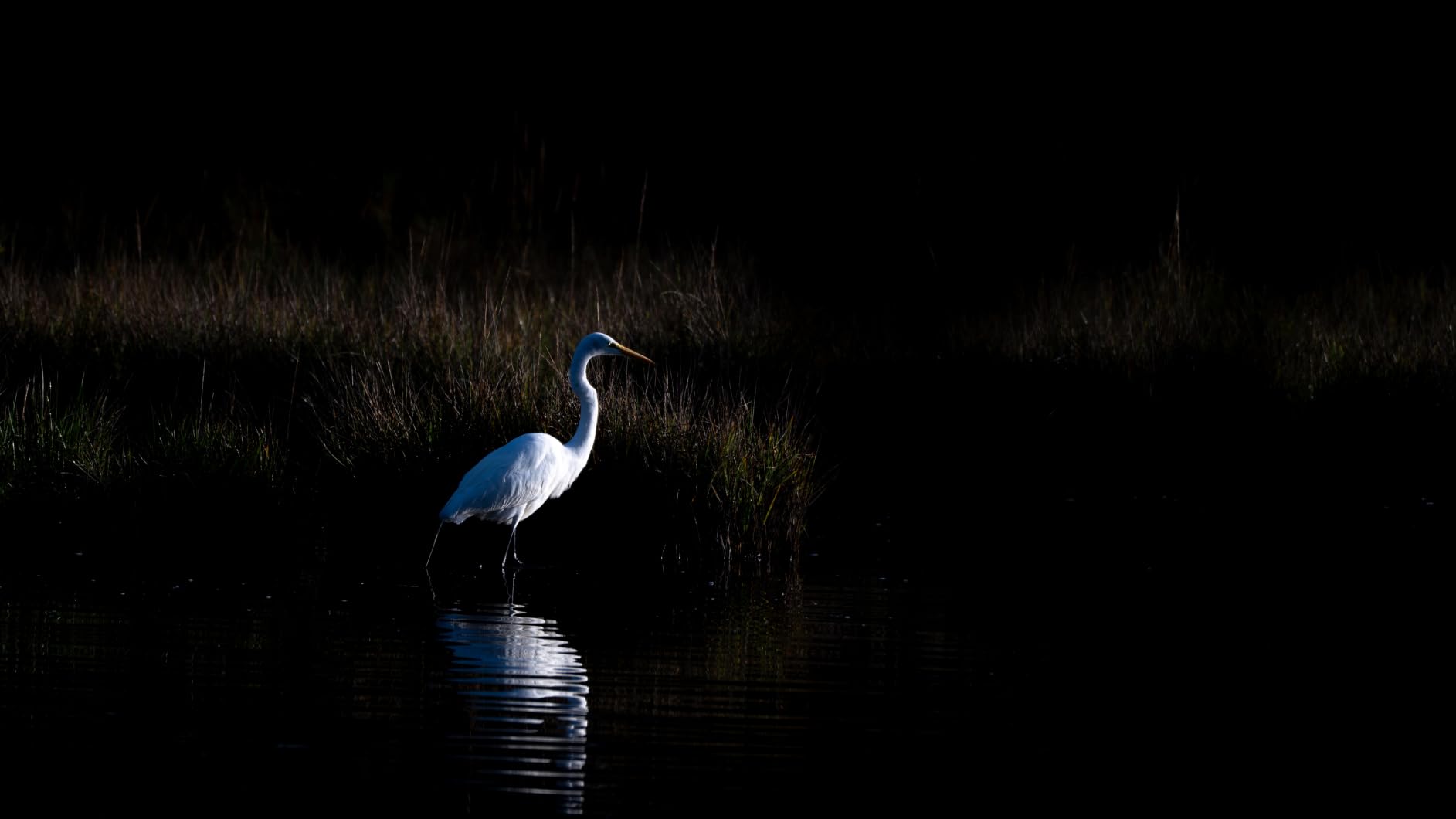 NIKON NIKKOR Z 180-600mm f/5.6-6.3 VR customer photo 1