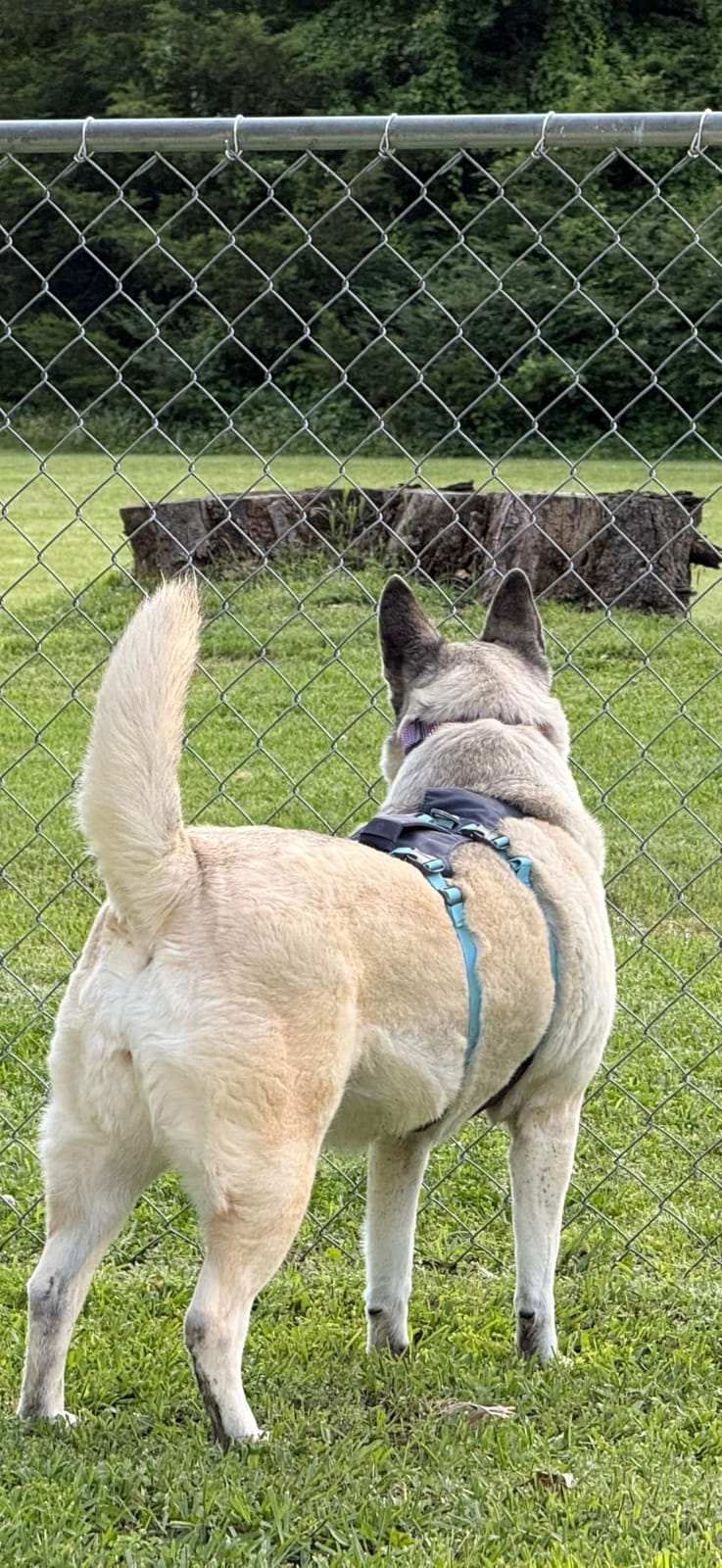 Ruffwear, Flagline Dog Body Harness, Basalt Gray, Medium customer photo 1