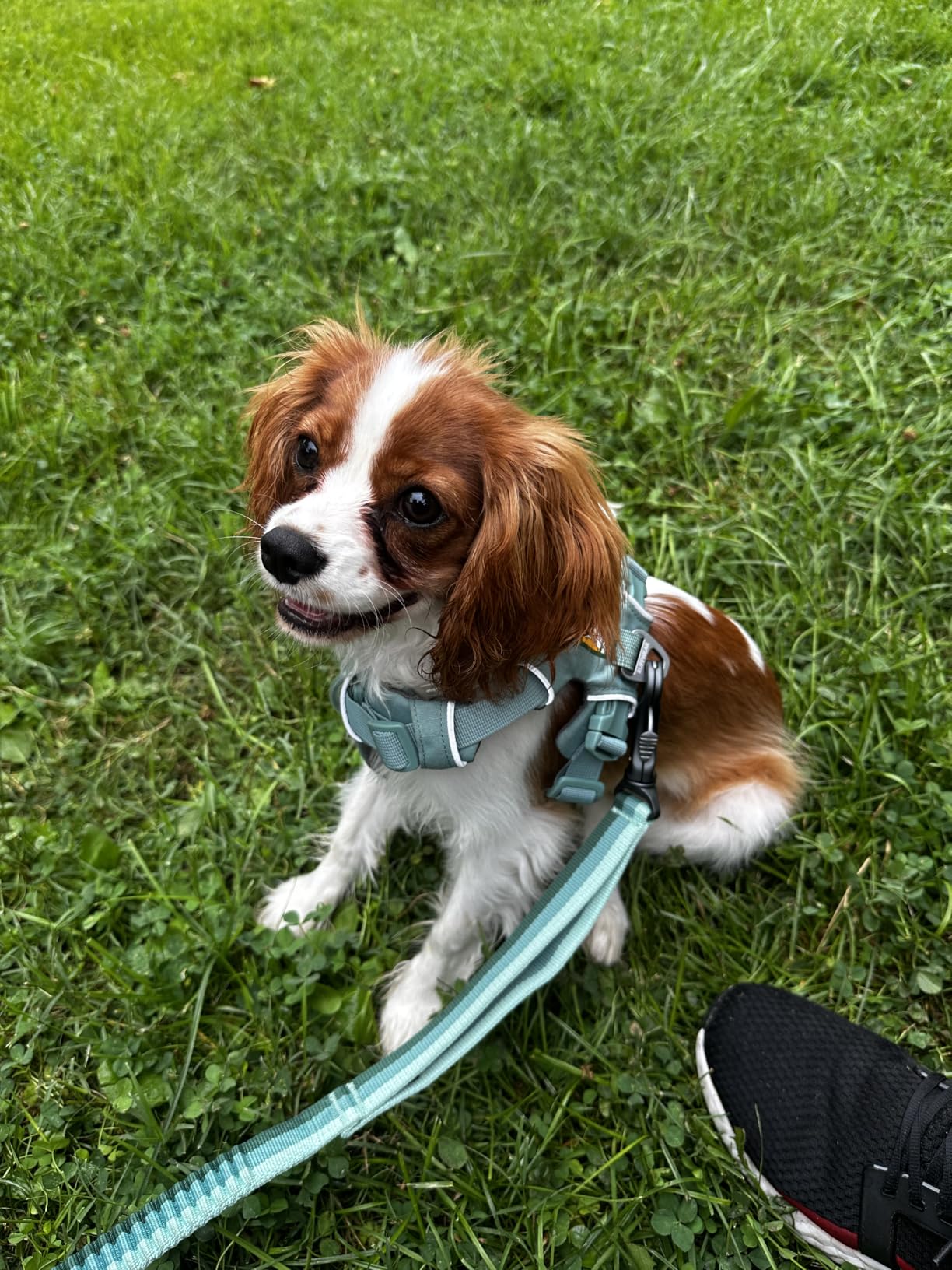 Ruffwear, Front Range Dog Chest Harness, River Rock Green, Medium customer photo 2
