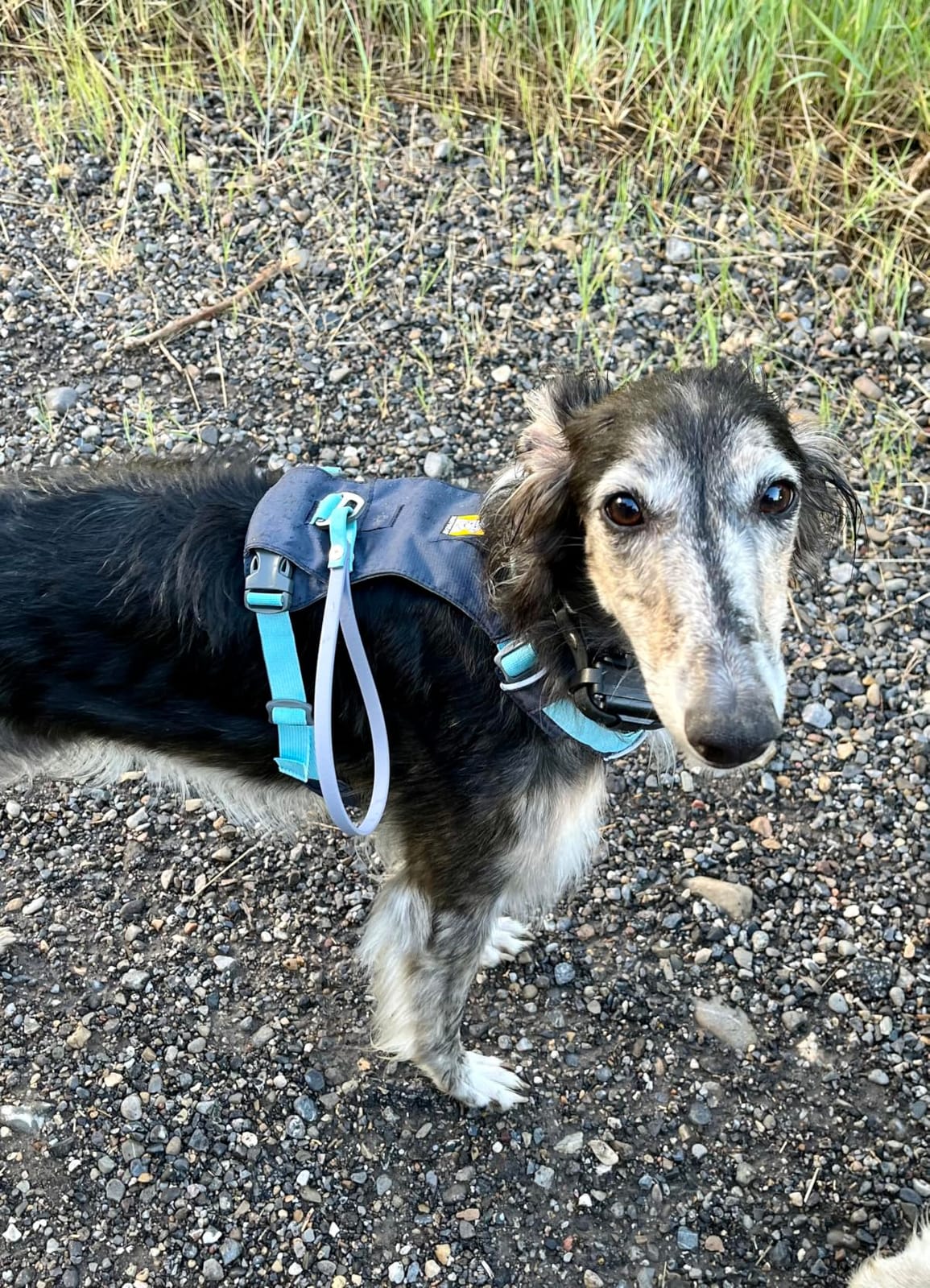 Ruffwear, Hi & Light Dog Chest Harness, Basalt Gray, Small customer photo 1