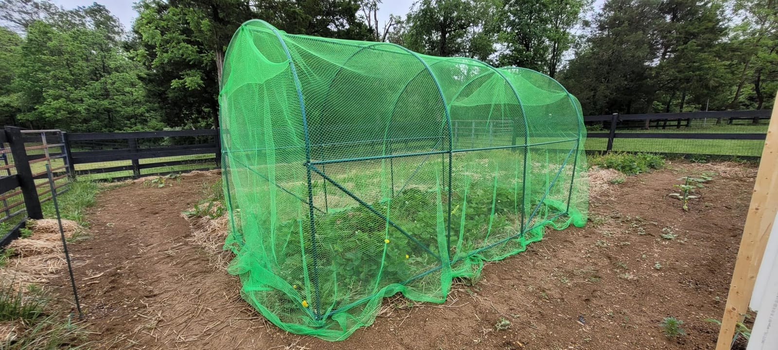 AlpineReach Garden Netting 7.5 x 100 ft, Black Heavy Duty Bird Net customer photo 1