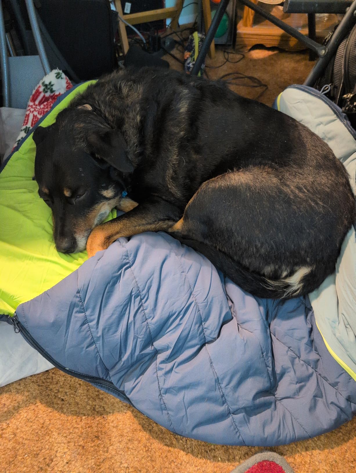 Kurgo Canyon Puffer Pup Sack, Travel Dog Bed for The Outdoors, Pet Sleeping Bag for Camping and Hiking, Packable with Stuff Sack, Durable, Water-Resistant customer photo 1