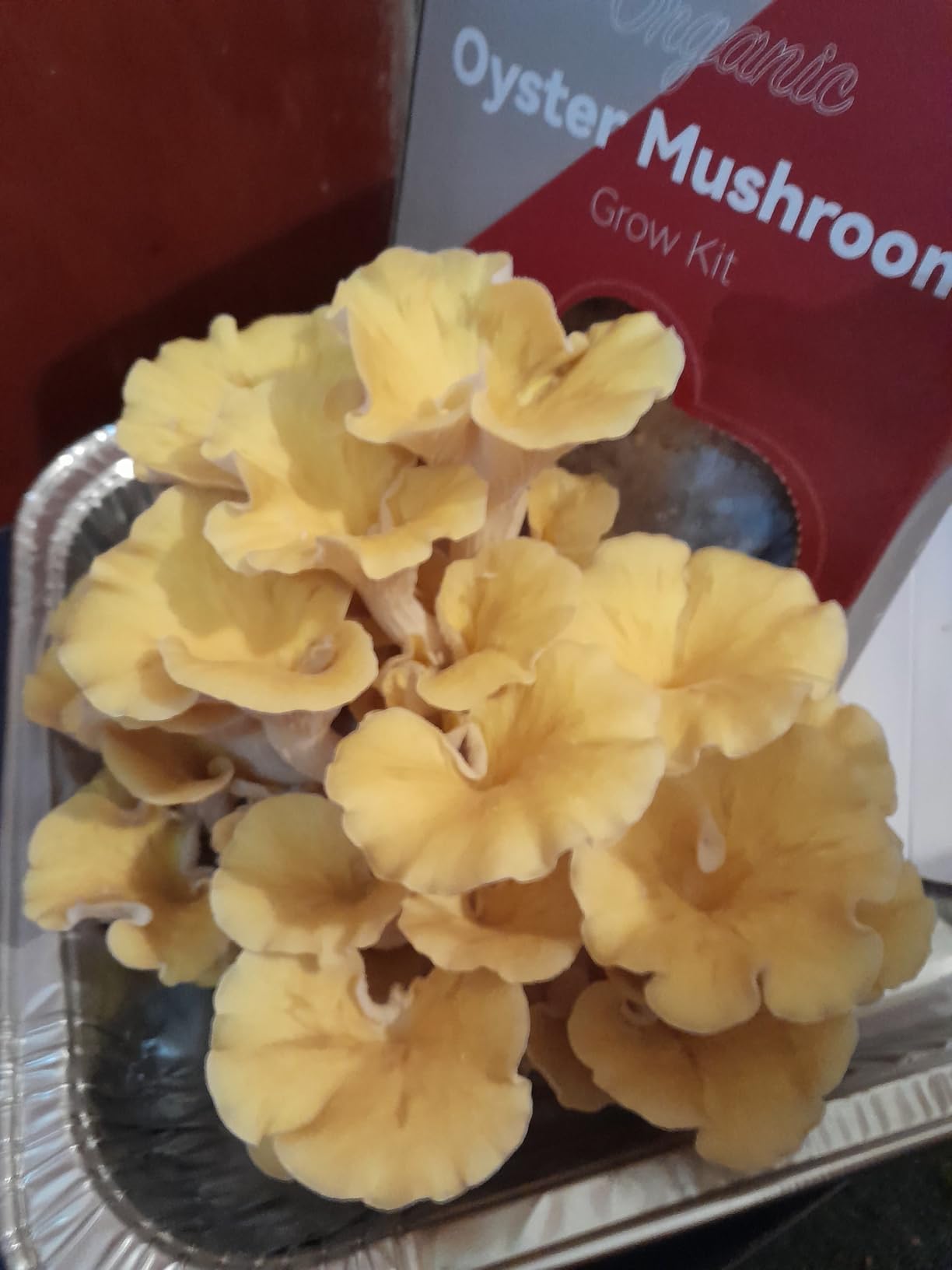 inbloom Organic Golden Oyster Mushroom Growing Kit with Spray, Harvest Fresh Mushrooms at Home, Beginner Friendly & Easy to Use, Unique Gardening Gift for Holiday, Handmade in New Jersey, USA customer photo 1