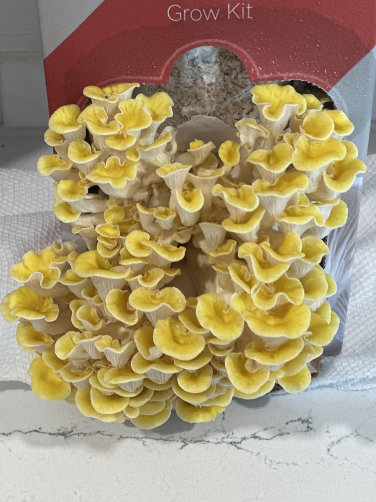 inbloom Organic Golden Oyster Mushroom Growing Kit with Spray, Harvest Fresh Mushrooms at Home, Beginner Friendly & Easy to Use, Unique Gardening Gift for Holiday, Handmade in New Jersey, USA customer photo 2