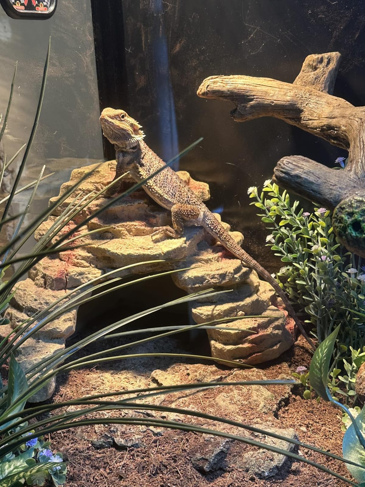 Phailozoo 50 Gallon Reptile Enclosure, Colorful Aluminum Frame Reptile Tank customer photo 2