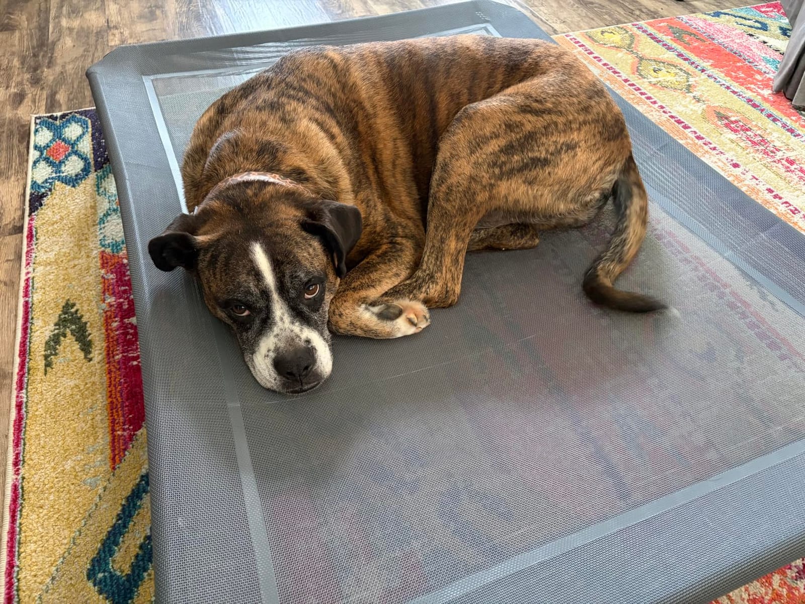 Czpalo Outdoor Elevated Dog Bed for Large Sized Dogs, No-Tool Assembly. customer photo 2