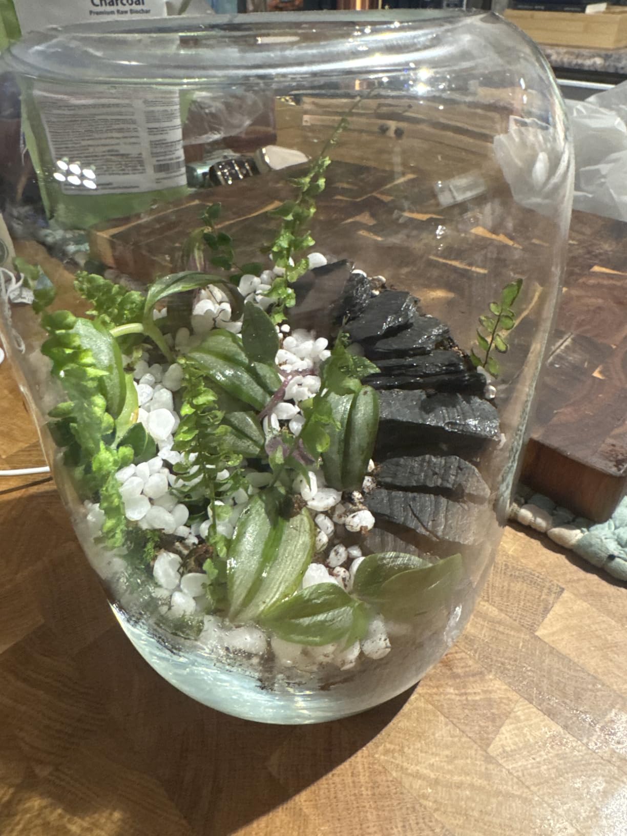 DUSPRO All-in-One DIY Terrarium Starter Kit, Terrarium Supplies customer photo 2