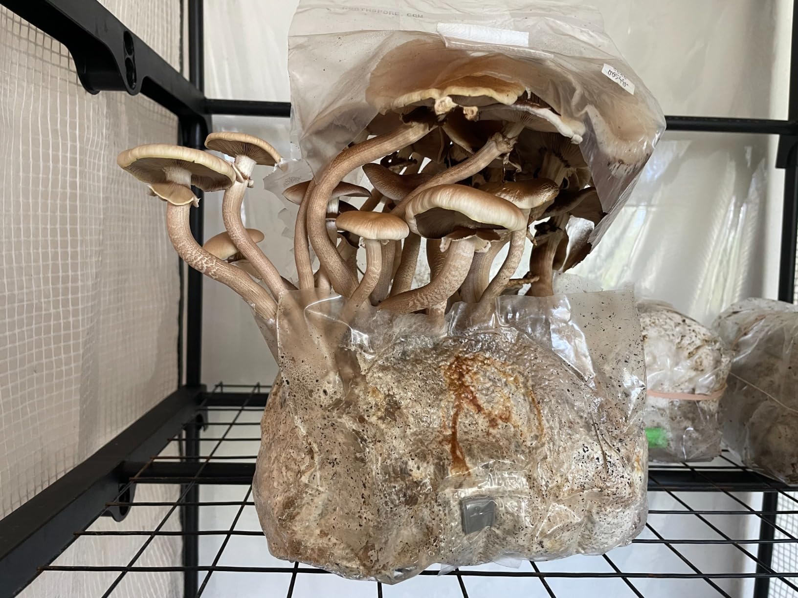 North Spore ShroomTek All-in-One Mushroom Grow Bag, 3lb customer photo 2