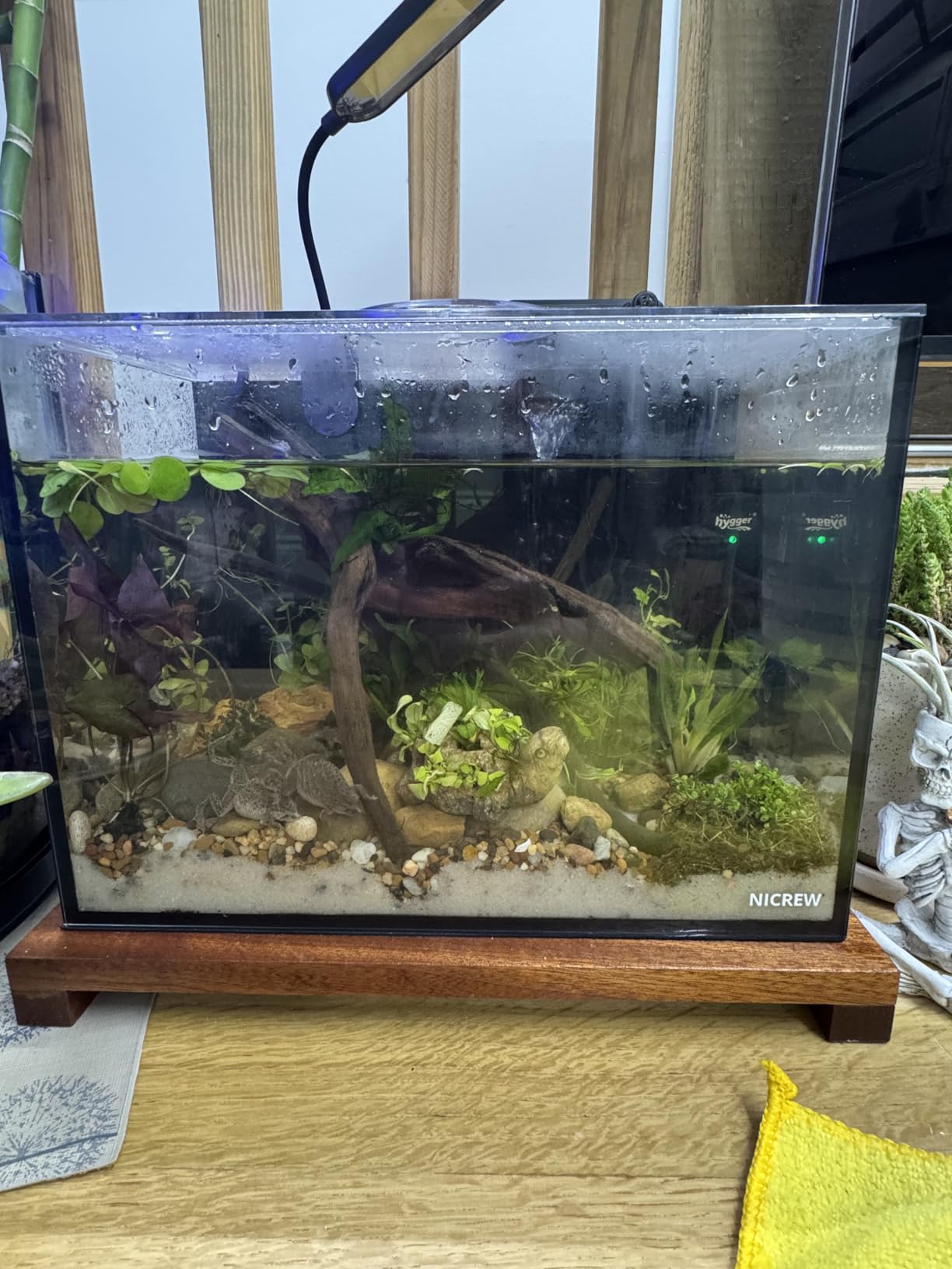 NICREW 2.5 Gallon Nano Nature Aquarium Kit Betta Fish Tank, Complete, Black customer photo 1