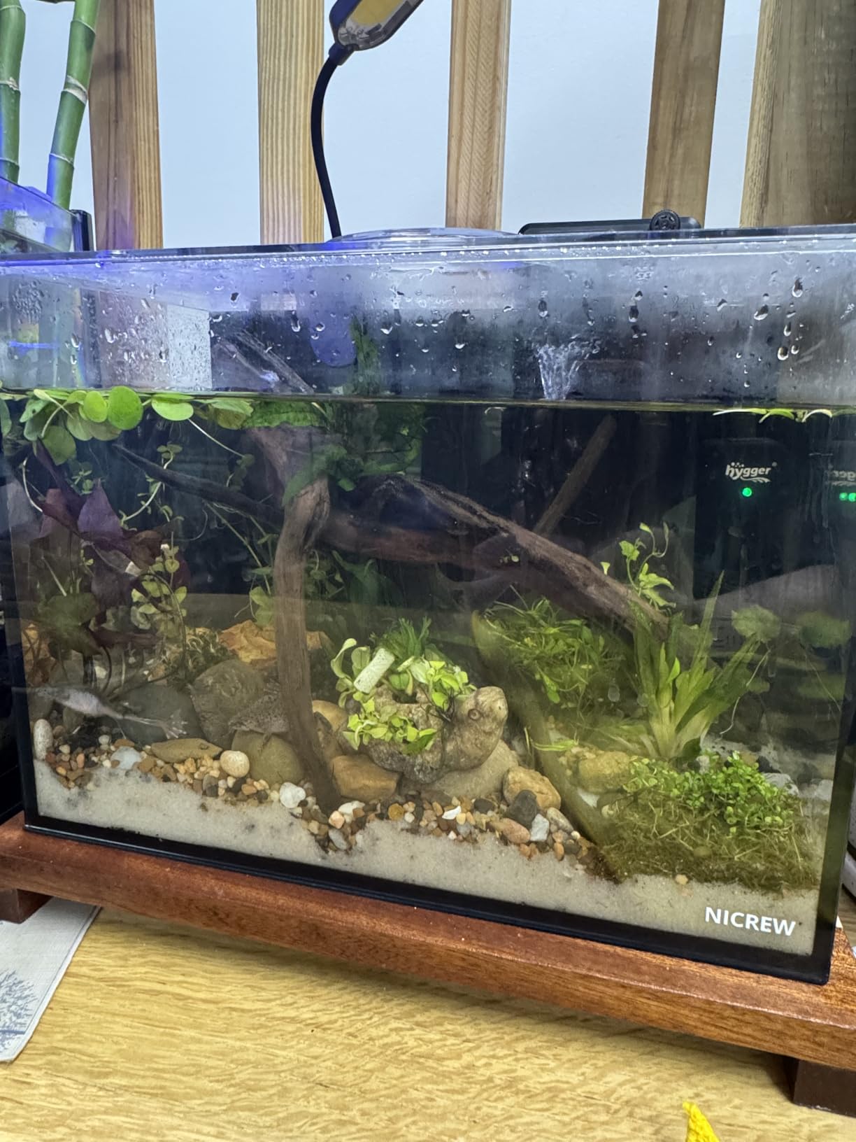 NICREW 2.5 Gallon Nano Nature Aquarium Kit Betta Fish Tank, Complete, Black customer photo 2