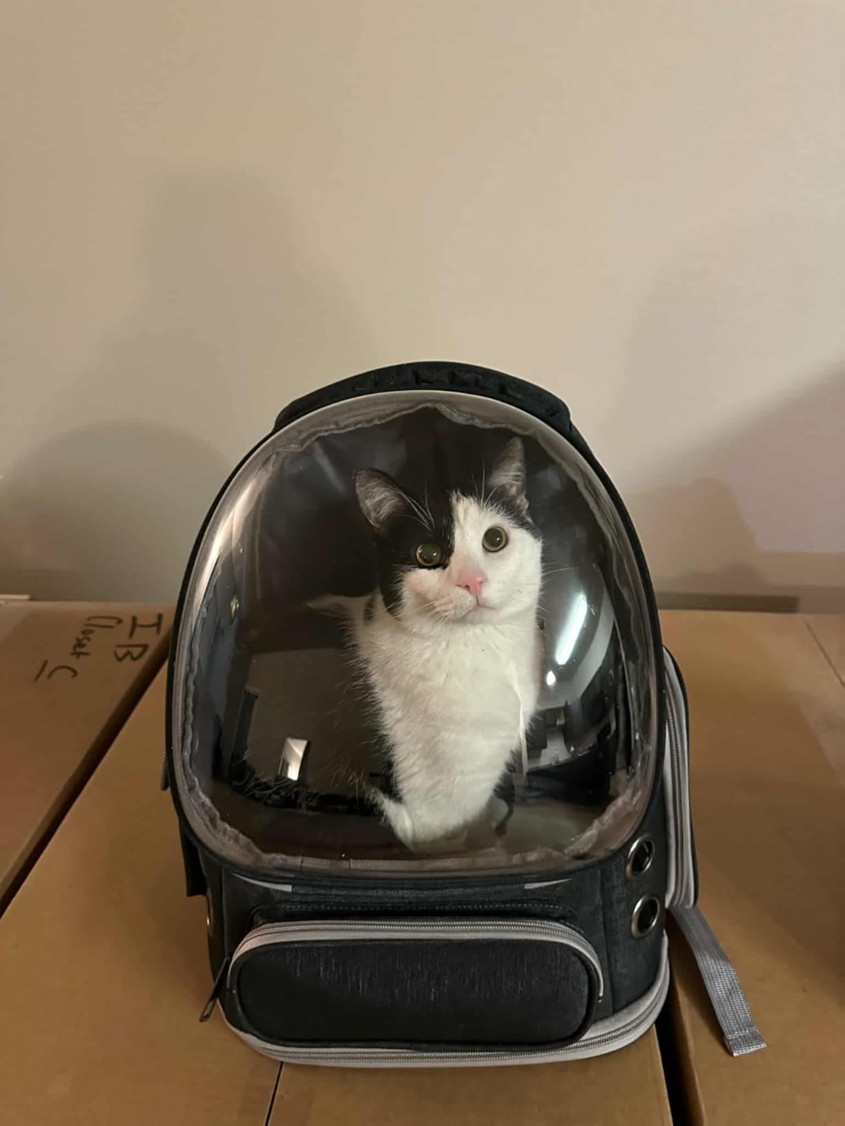 Cat Backpack Carrier for Large Cats, Expandable Cat Bubble Backpack, Dog Carriers for Small Medium Dogs, Airline Approved Pet Carrier for Travel Hiking Outdoor(Black) customer photo 1