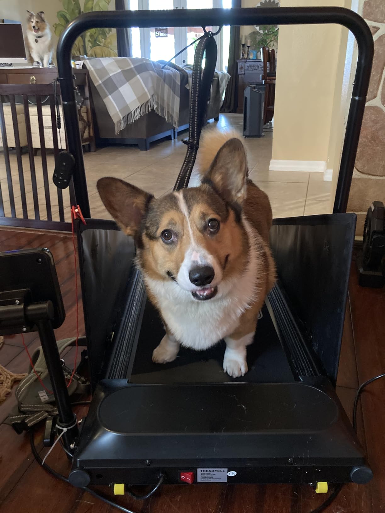 CIIHI Dog Treadmill for Medium Small Dogs - Pet Running Machine customer photo 2