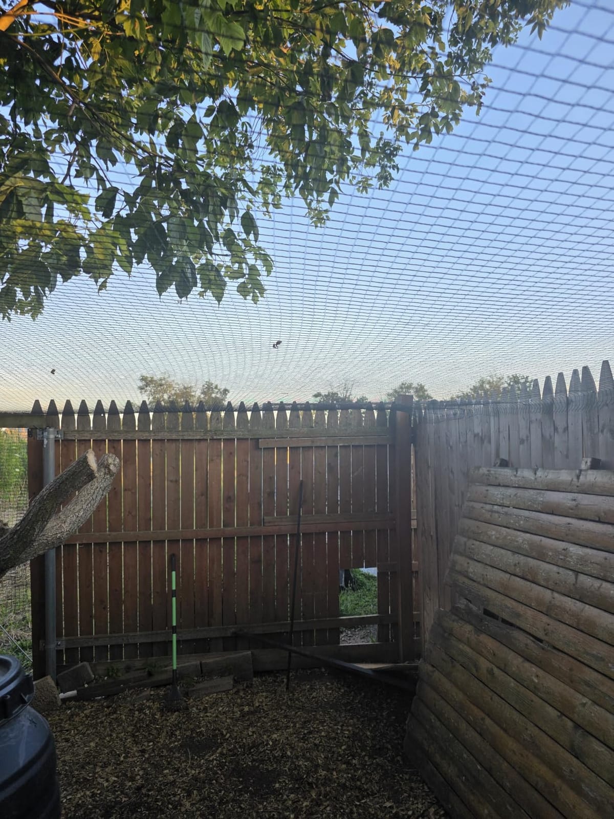 Deer Fence Netting,Plastic Mesh Fence 6.5x50ft,Reinforced Edges 55gsm Heavy Duty Animal Barrier,Ideal for Garden Netting,Against Bird,Temporary Fence,Fruit Plant Protection,Black customer photo 1