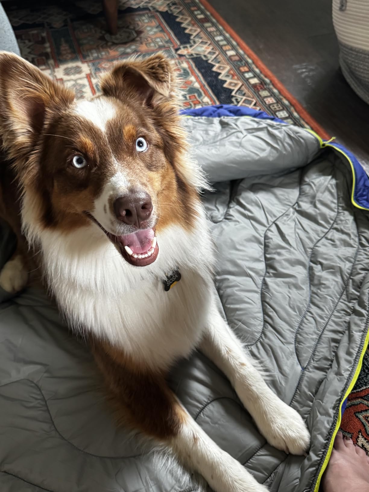 Ruffwear, Highlands Dog Sleeping Bag, Huckleberry Blue, Medium customer photo 1