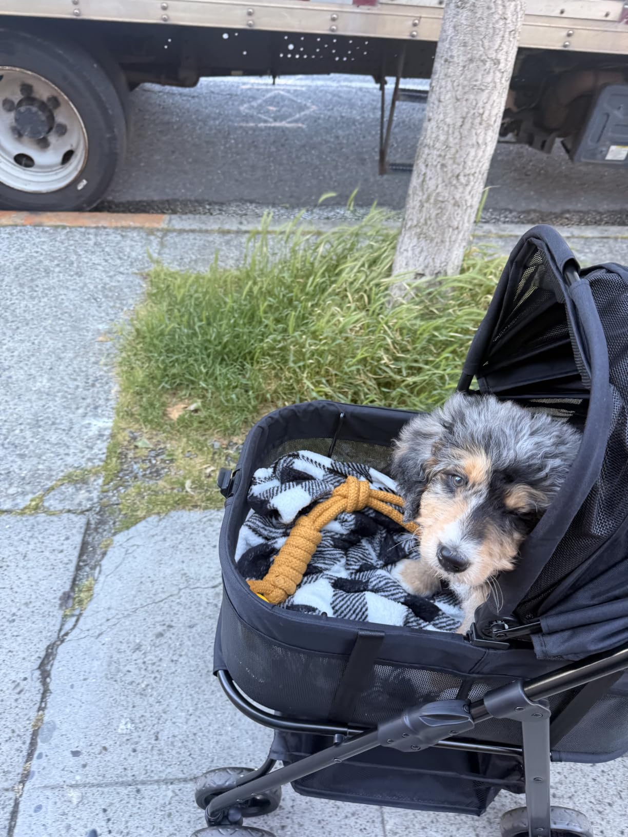 Zoosky 3 in 1 Dog Stroller, Folding Pet Stroller w/Removable Carrier customer photo 1