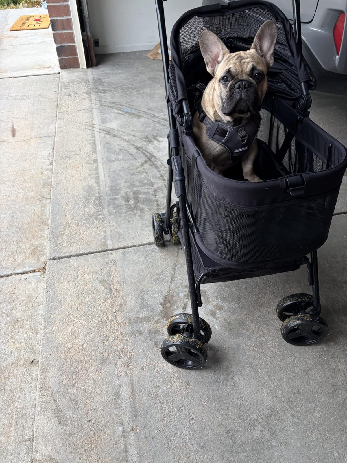 Zoosky 3 in 1 Dog Stroller, Folding Pet Stroller w/Removable Carrier customer photo 2