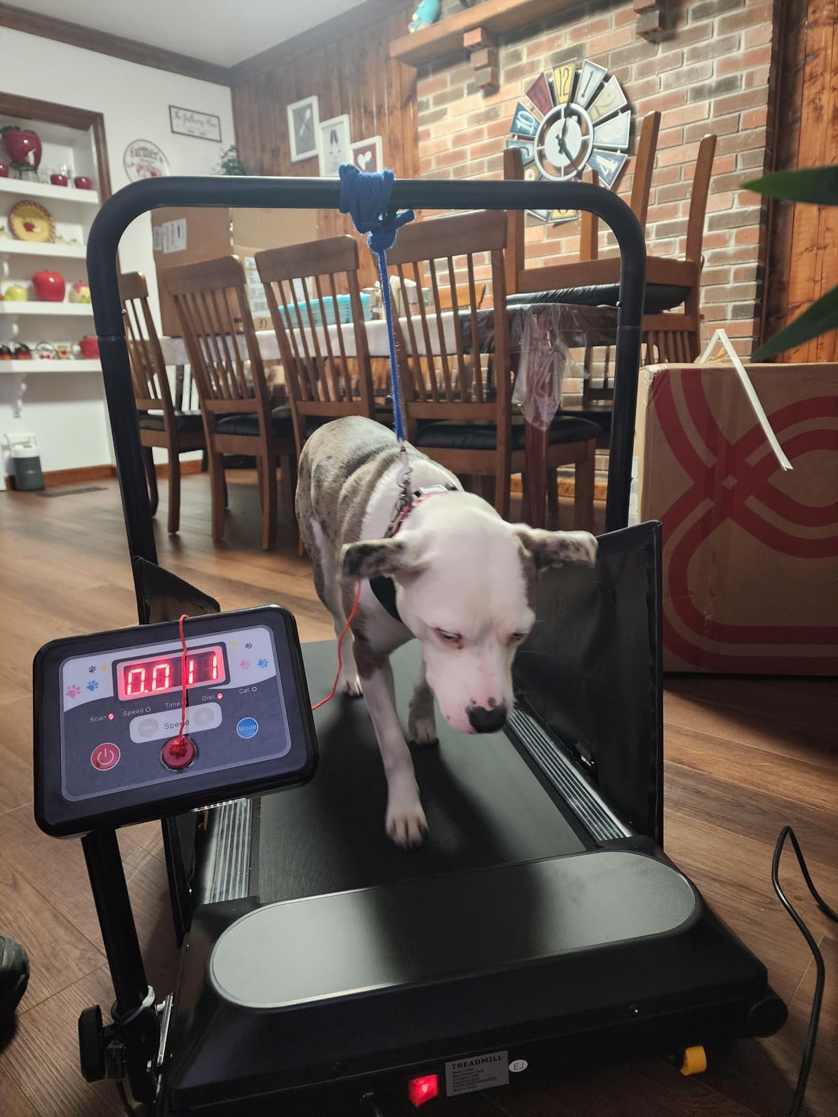 Petbobi Dog Treadmill for Small & Medium Dogs Quiet Motor Indoor Exercise customer photo 1