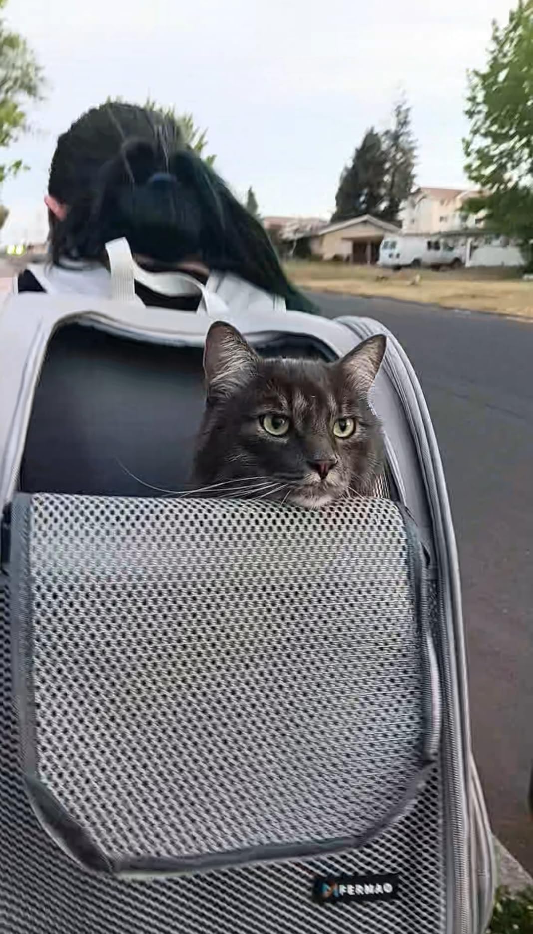 Pet Backpack Carrier, Large Cat Carrier Backpack Up to 20 Lbs with Breathable Mesh, for Medium Large Cats or Small Dogs, Travel Hiking Camping Backpack (Black-XL) customer photo 1