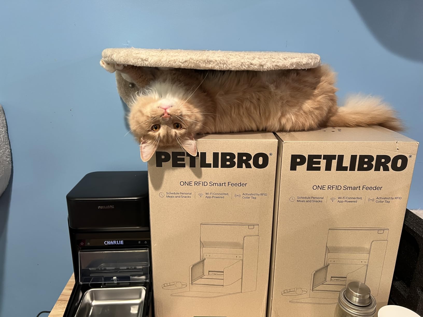 PETLIBRO RFID Automatic Cat Feeder, Collar Sensor for Personalized Meals, Cats Recognition, Diet Tracking and Anti-Stealing for Multi-Pets Homes and Different Diets, Wi-Fi Programmable Food Dispenser customer photo 2