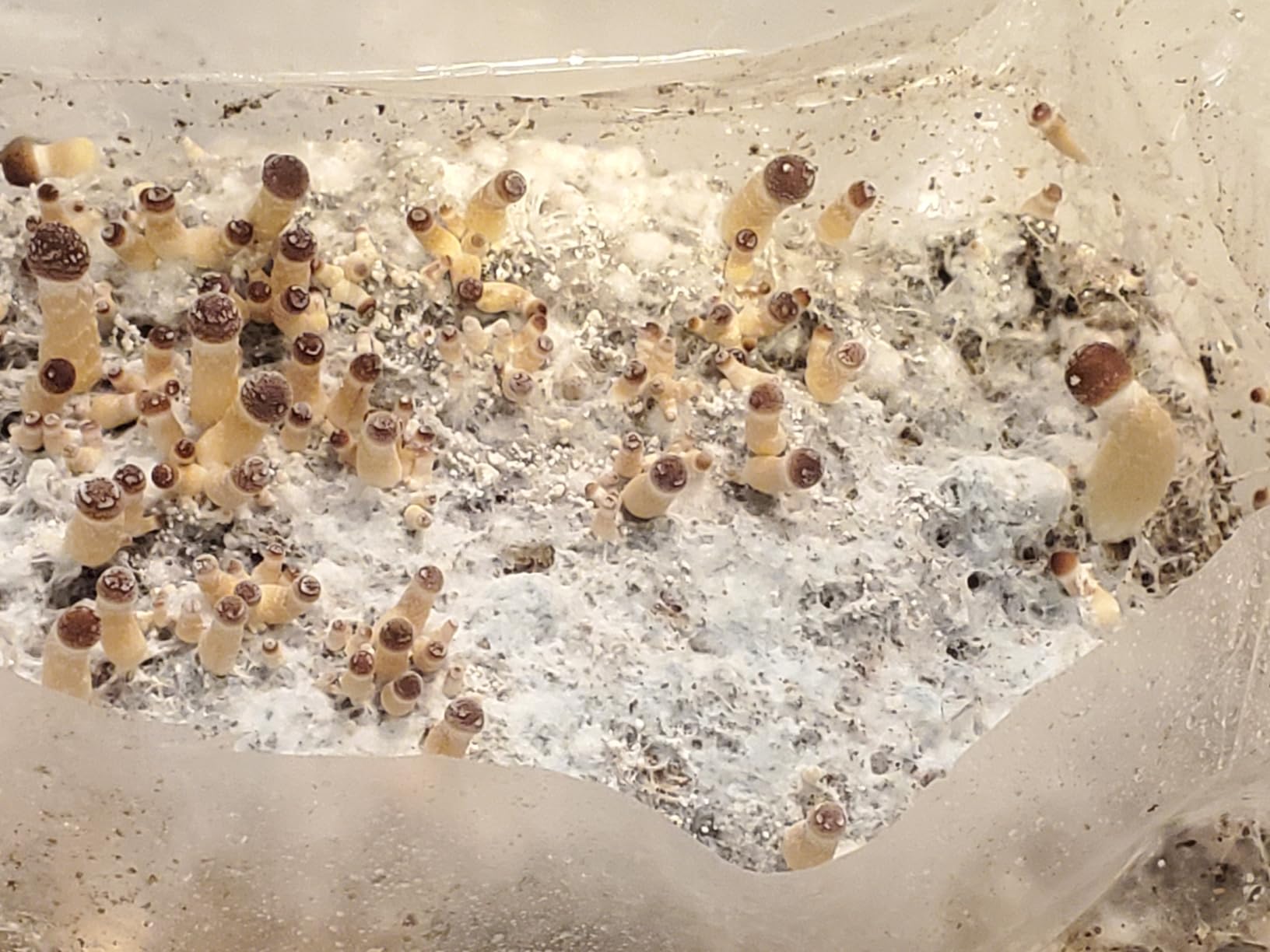 Mushroom Grow Kit – All-in-One 4LB Grow Bag with Self-Healing Port – Fast-Colonizing Universal Substrate for Any Mushroom – Multi-Flush High-Yield – USA Made (Just Add Your Own Culture) customer photo 1