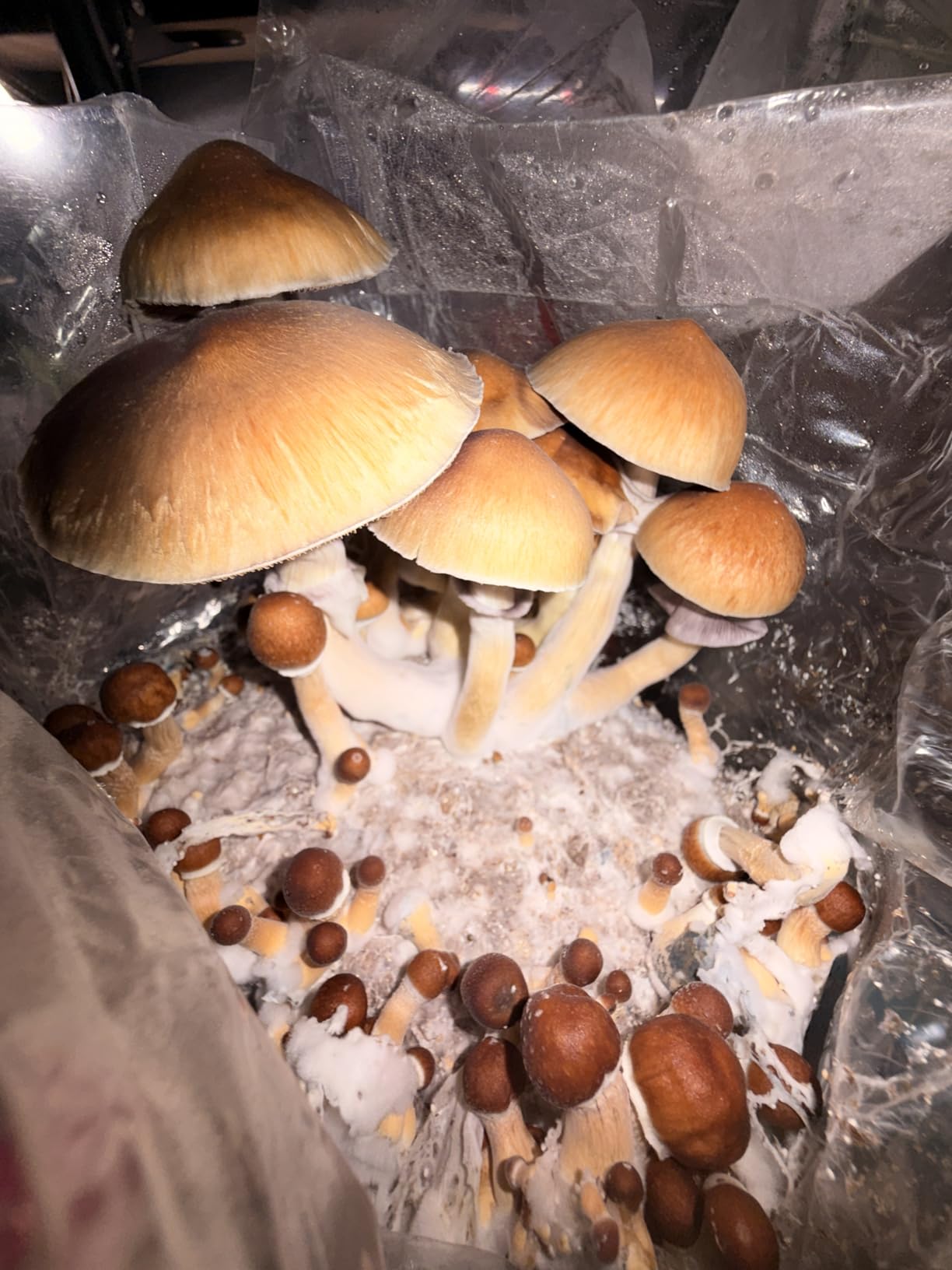 Mushroom Grow Kit – All-in-One 4LB Grow Bag with Self-Healing Port – Fast-Colonizing Universal Substrate for Any Mushroom – Multi-Flush High-Yield – USA Made (Just Add Your Own Culture) customer photo 2